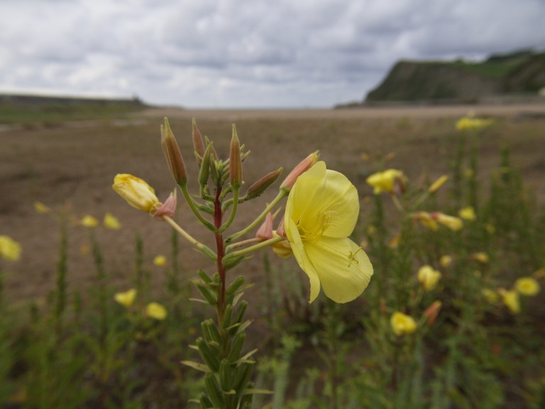 El domingo se celebrará una jornada para retirar las plantas invasoras de la playa de Santiago — Zumaia