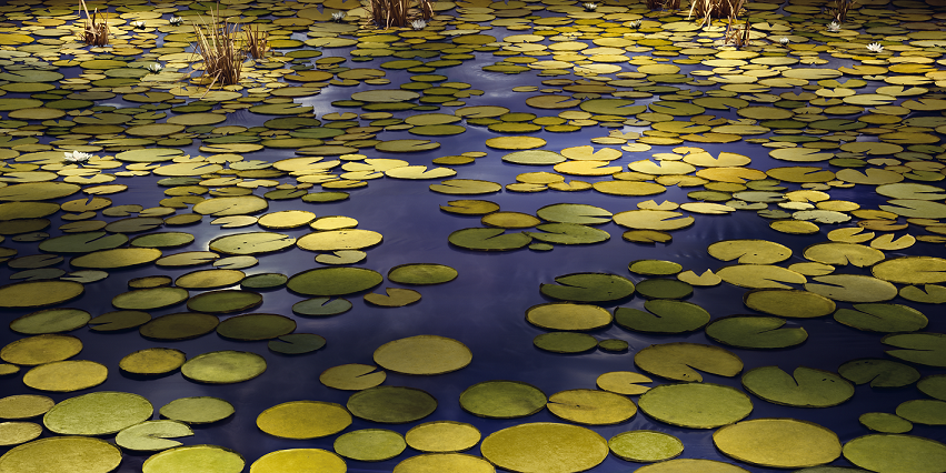 El Centro Botín invita a crear un gran jardín de nenúfares sobre el suelo azul del anfiteatro