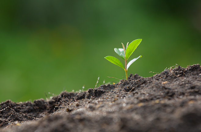 Tot-Net firma un acuerdo con Reforesta para la conservación de zonas naturales y la plantación de árboles