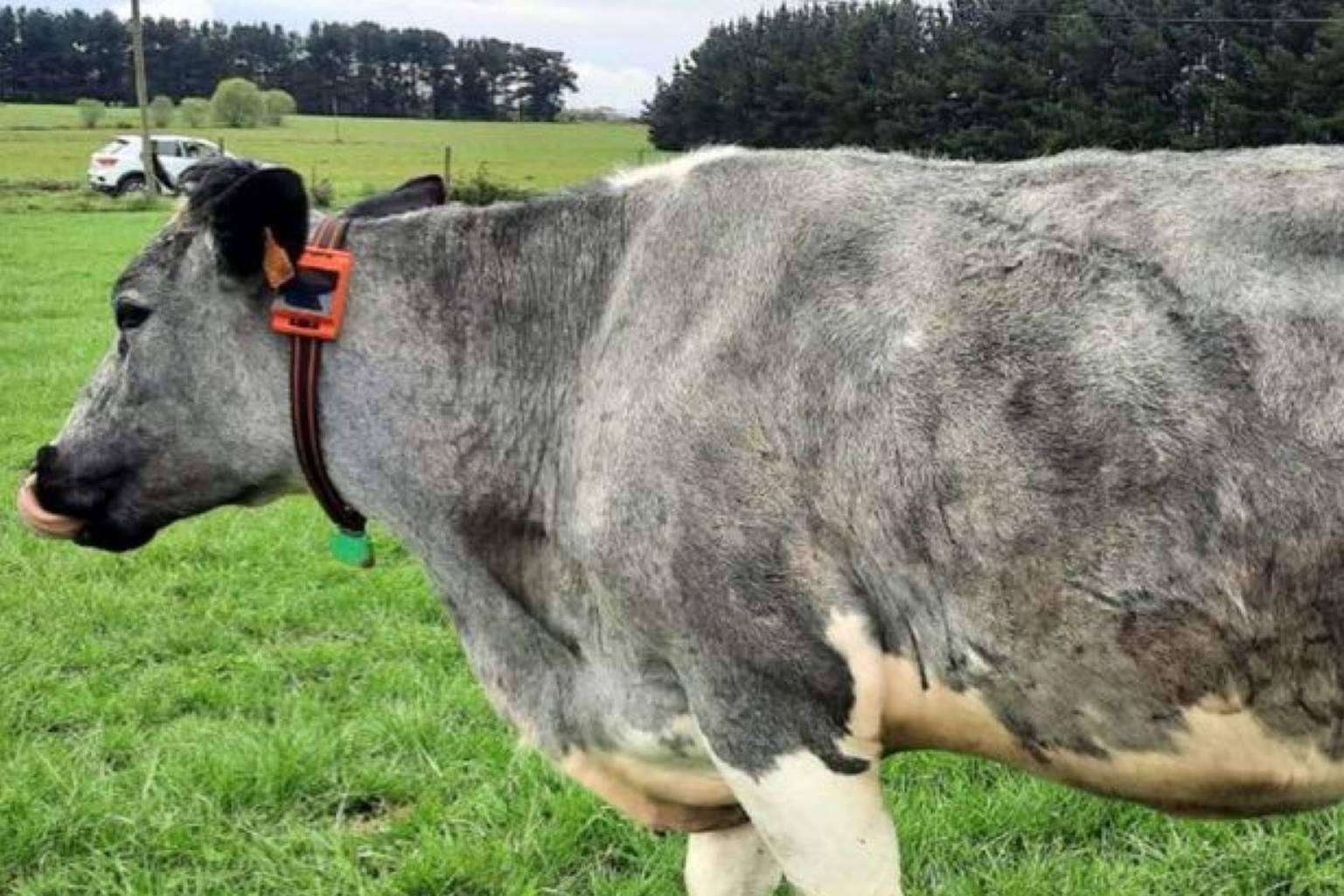Innogando y Mindsaic, las dos empresas gallegas que son capaces de hablar con las vacas
