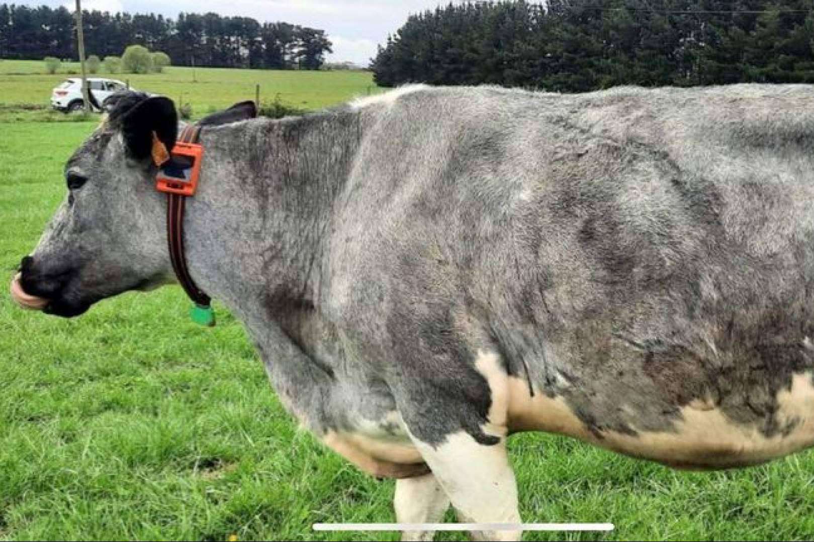 Dos empresas gallegas saben cómo hablar con las vacas, Innovación ganadera
