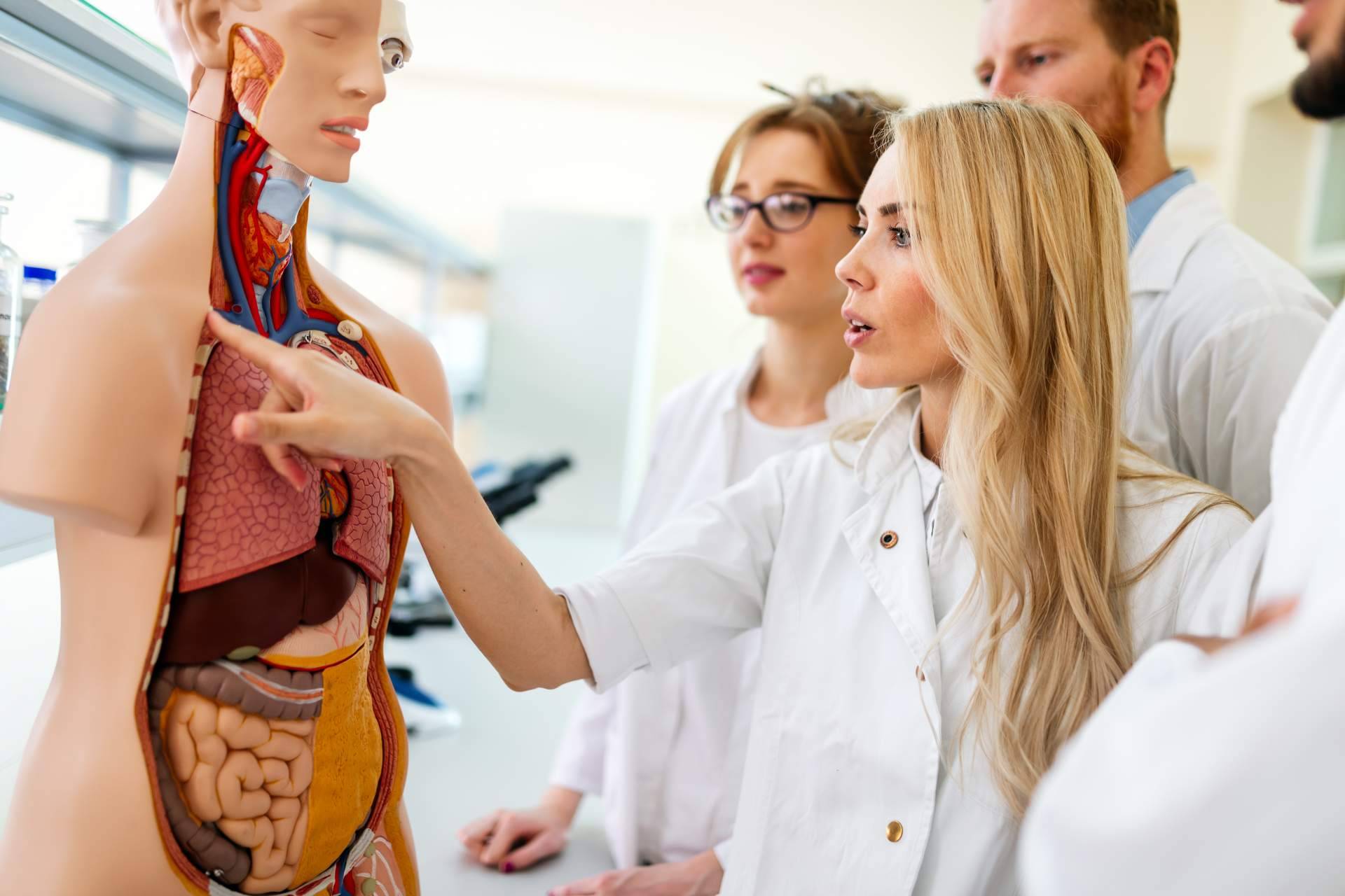 Atlasdeanatomía.com ayuda a conocer todas las partes del cuerpo humano de la mano