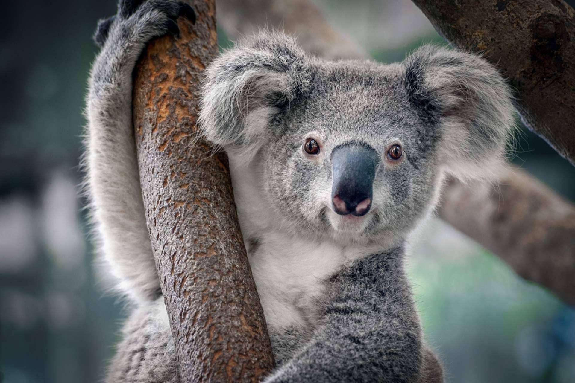 El asesoramiento para becas, másteres y grados en Australia de Australia Study España