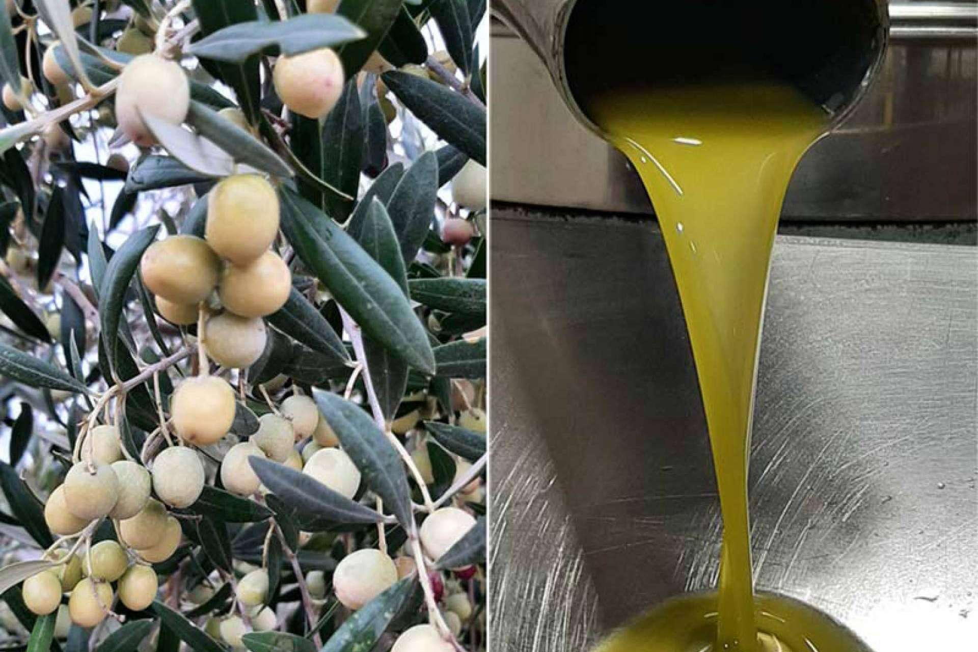 La Cooperativa de la Espluga Calba comercializa aceite de oliva virgen extra