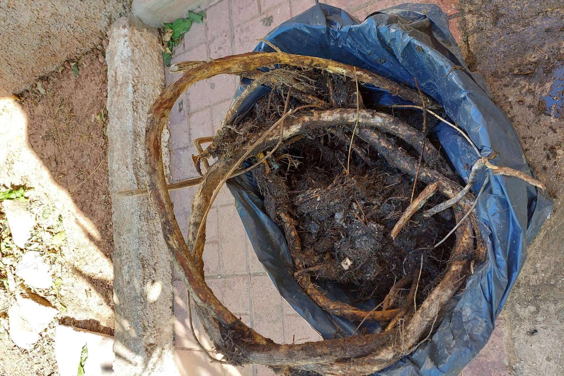 Rey Tuberías, eliminación de raíces en saneamiento
