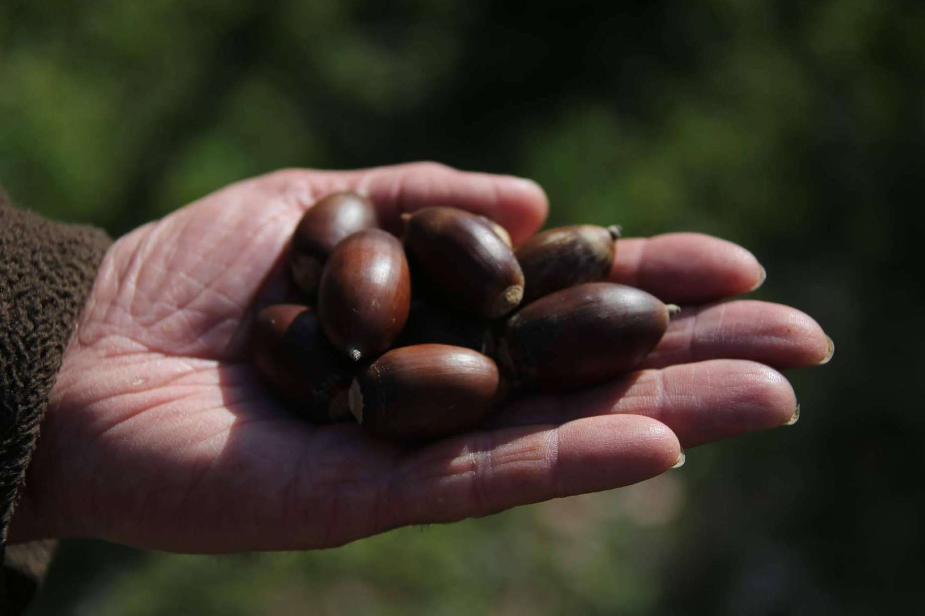 Adquirir embutidos e ibéricos sostenibles de calidad de cara a la Navidad de la mano de Don Ibérico