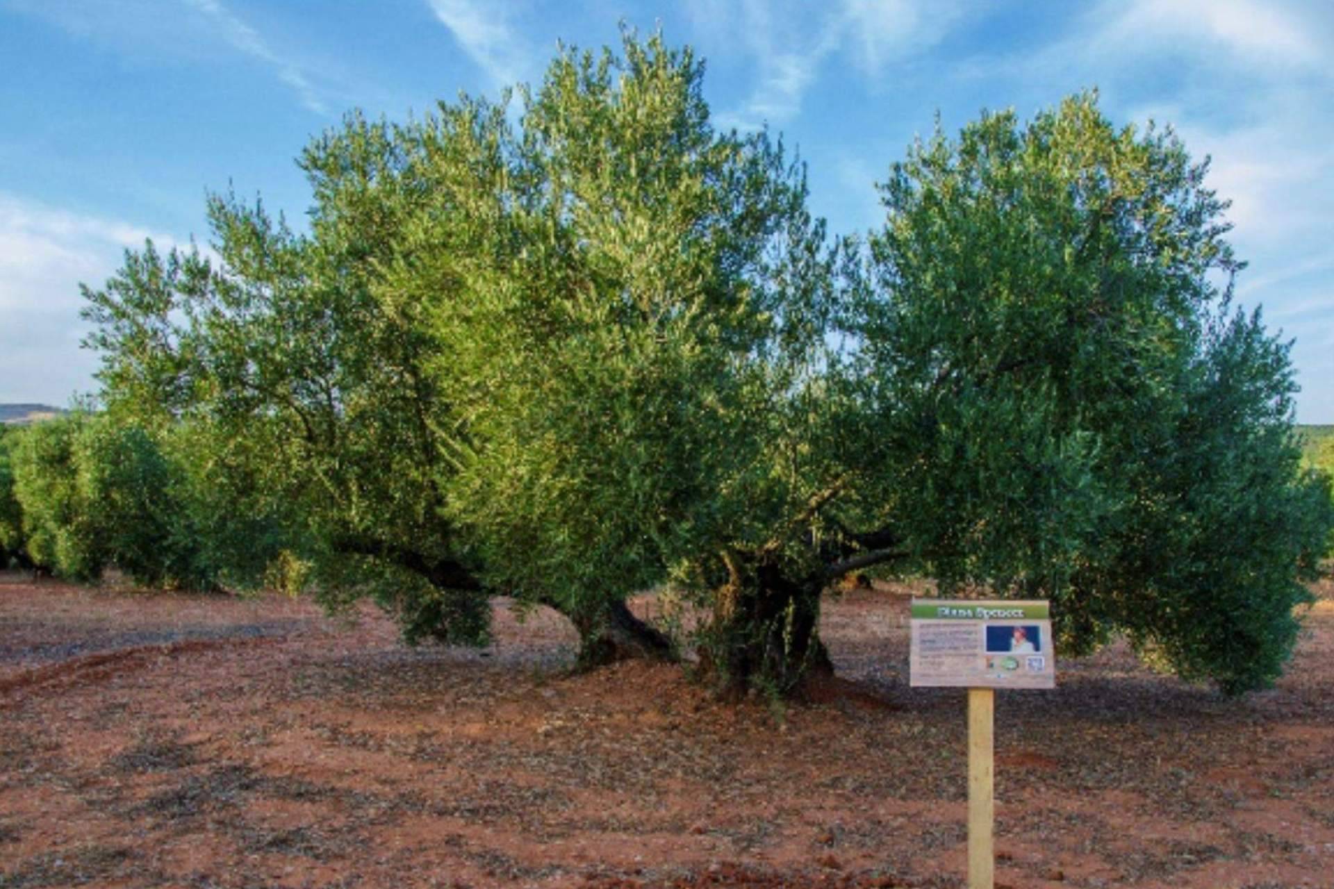 El Príncipe de Gales agradece a la Fundación Lumiére el galardón ‘Olivo Solidario'