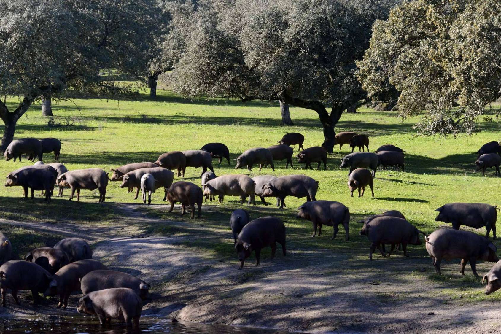 Calidad en manos de Don Ibérico y su jamón ecológico