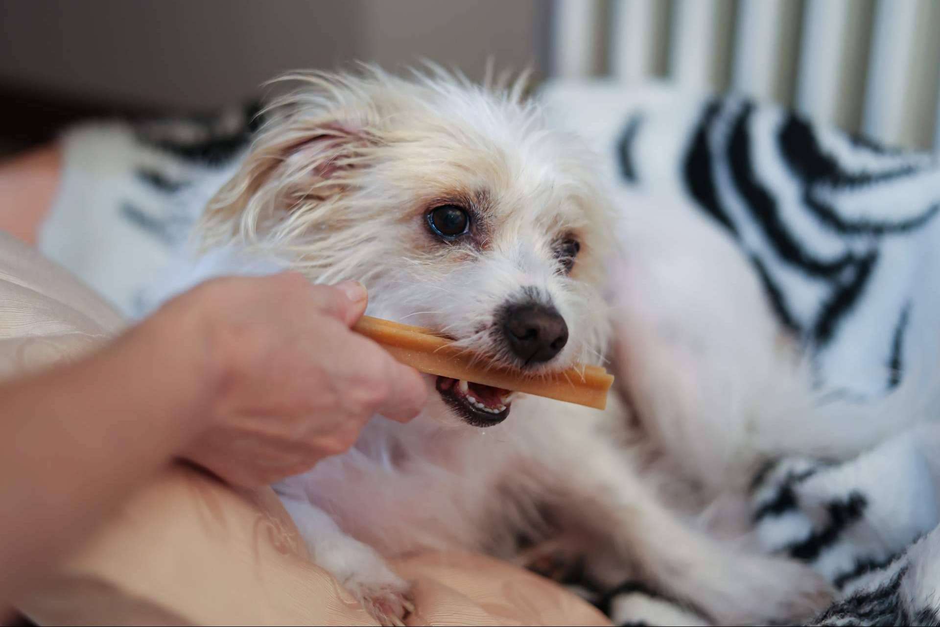 ¿Cuálos son los beneficios de los masticables para la salud dental de los perros?, por LovePets