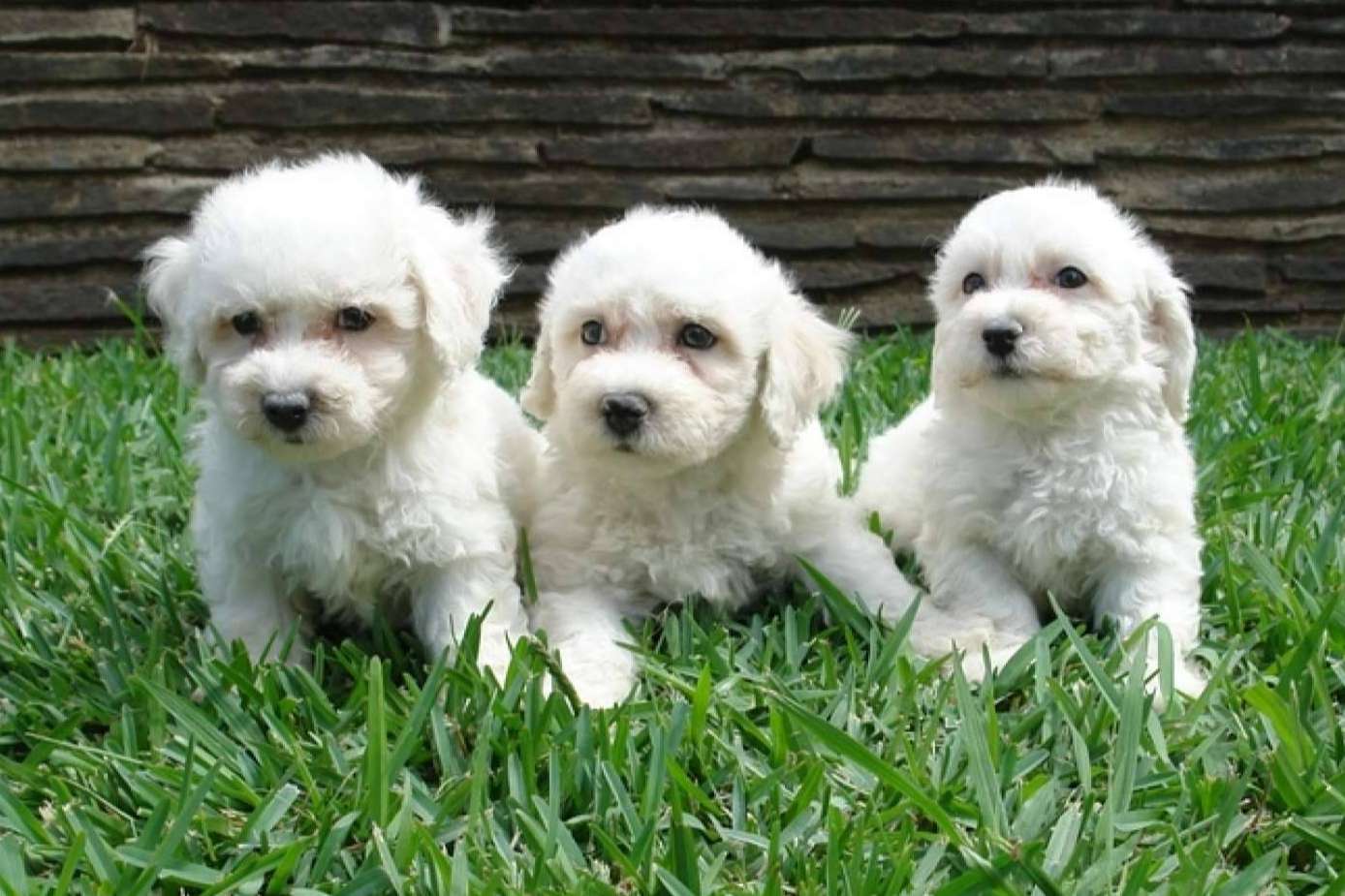 Compra legal y autorizada de caninos, con El Mundo del Cachorro, un criadero de cachorros