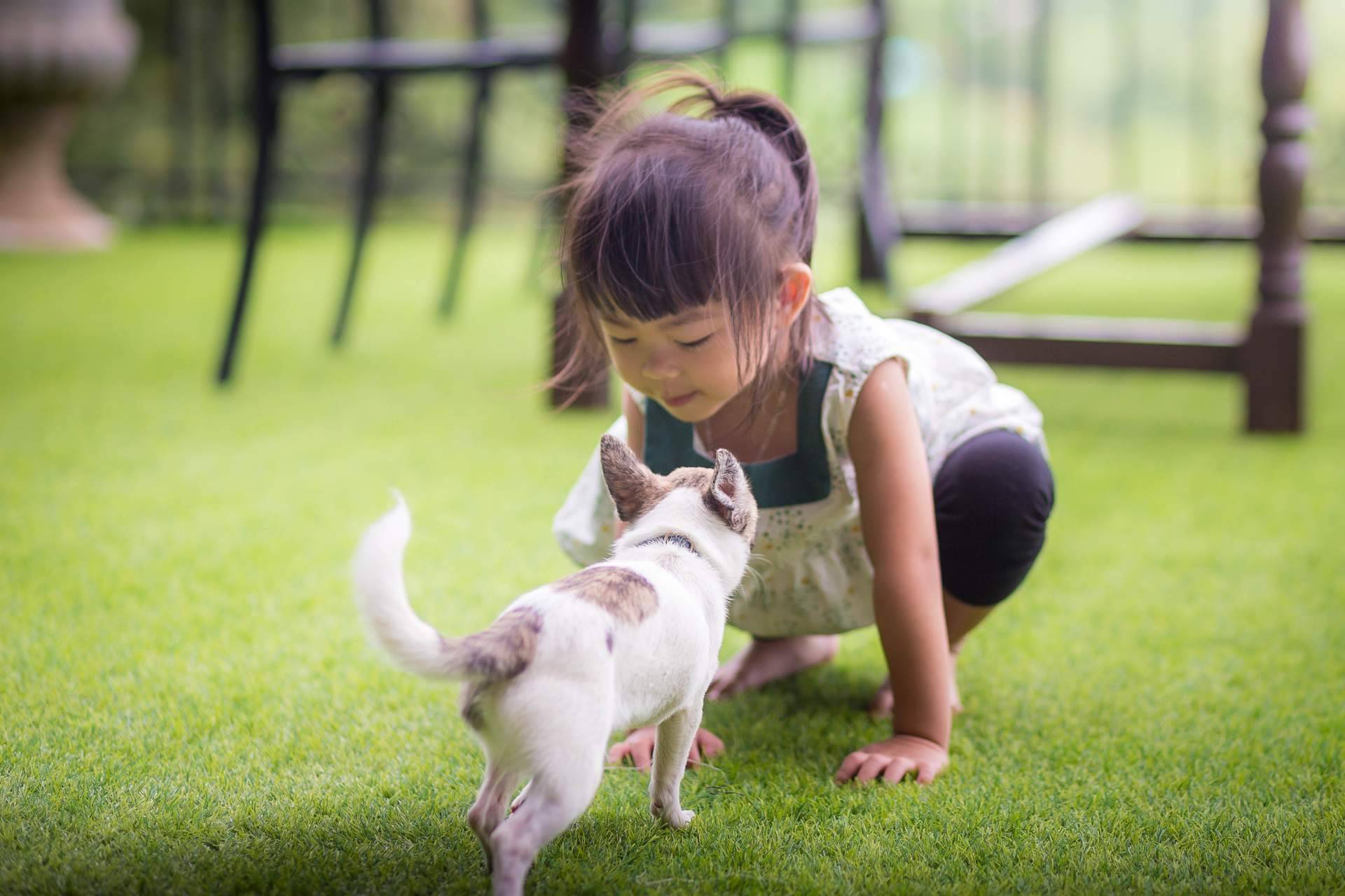 La empresa Real Grass dispone de césped artificial para mascotas