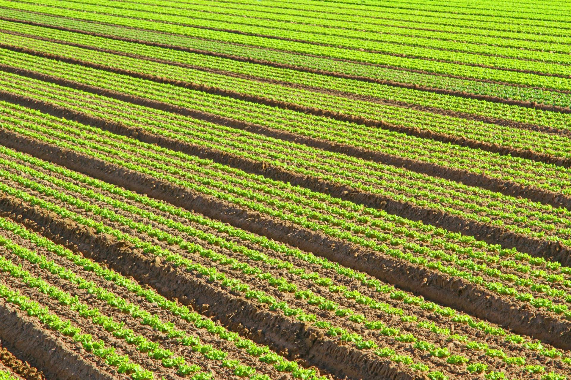 La agricultura intensiva y su importancia