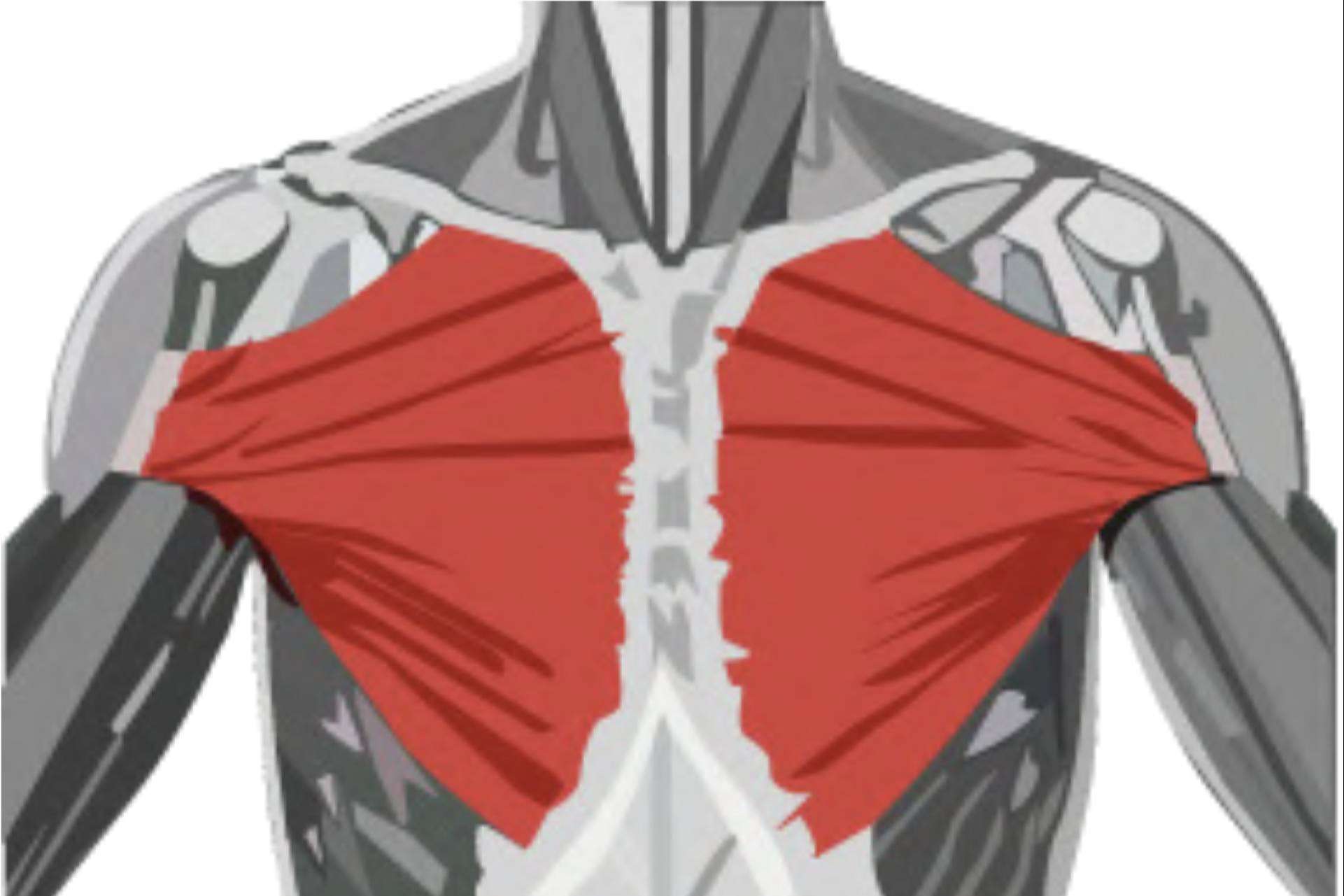 ¿Cómo mejorar el pectoral? Uno de los mejores ejercicios para la hipertrofia de pecho, de la mano de Sergio M Coach