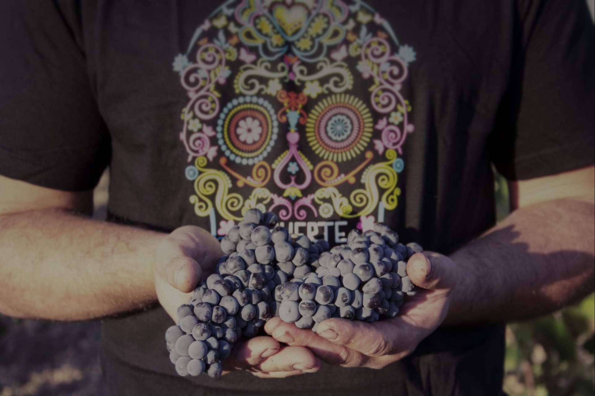 La joya enológica que protagoniza los vinos de DEMUERTE WINES es la uva Monastrell