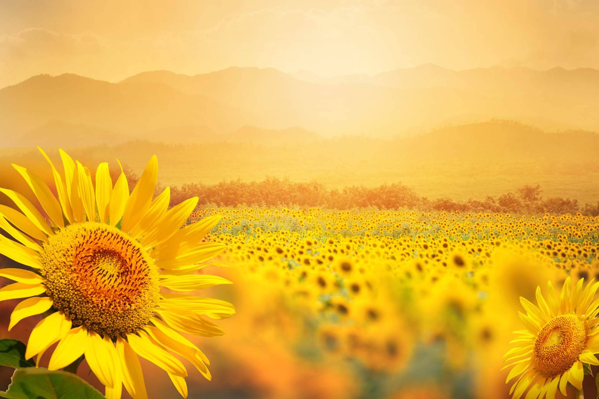 La temporada de girasoles llega a Rosistirem