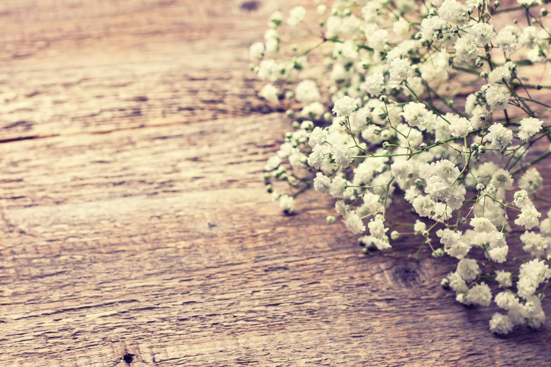 Una flor irreverente y elegante, paniculata de colores