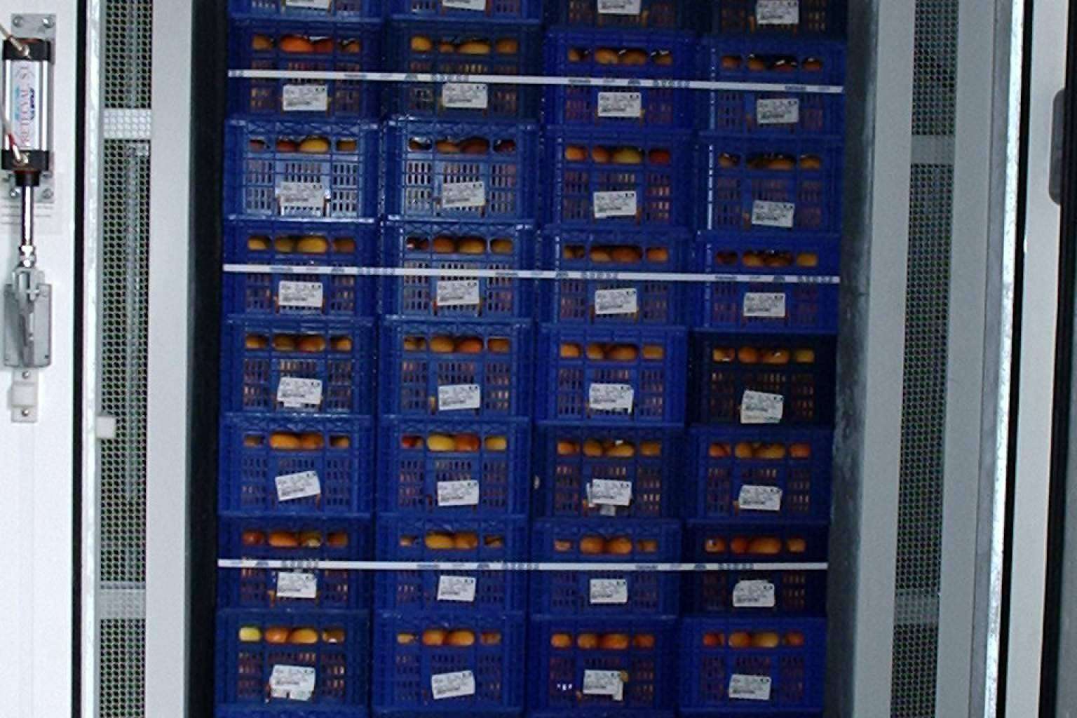 Pretecval pone a disposición equipos de enfriamiento rápido para frutas y cítricos