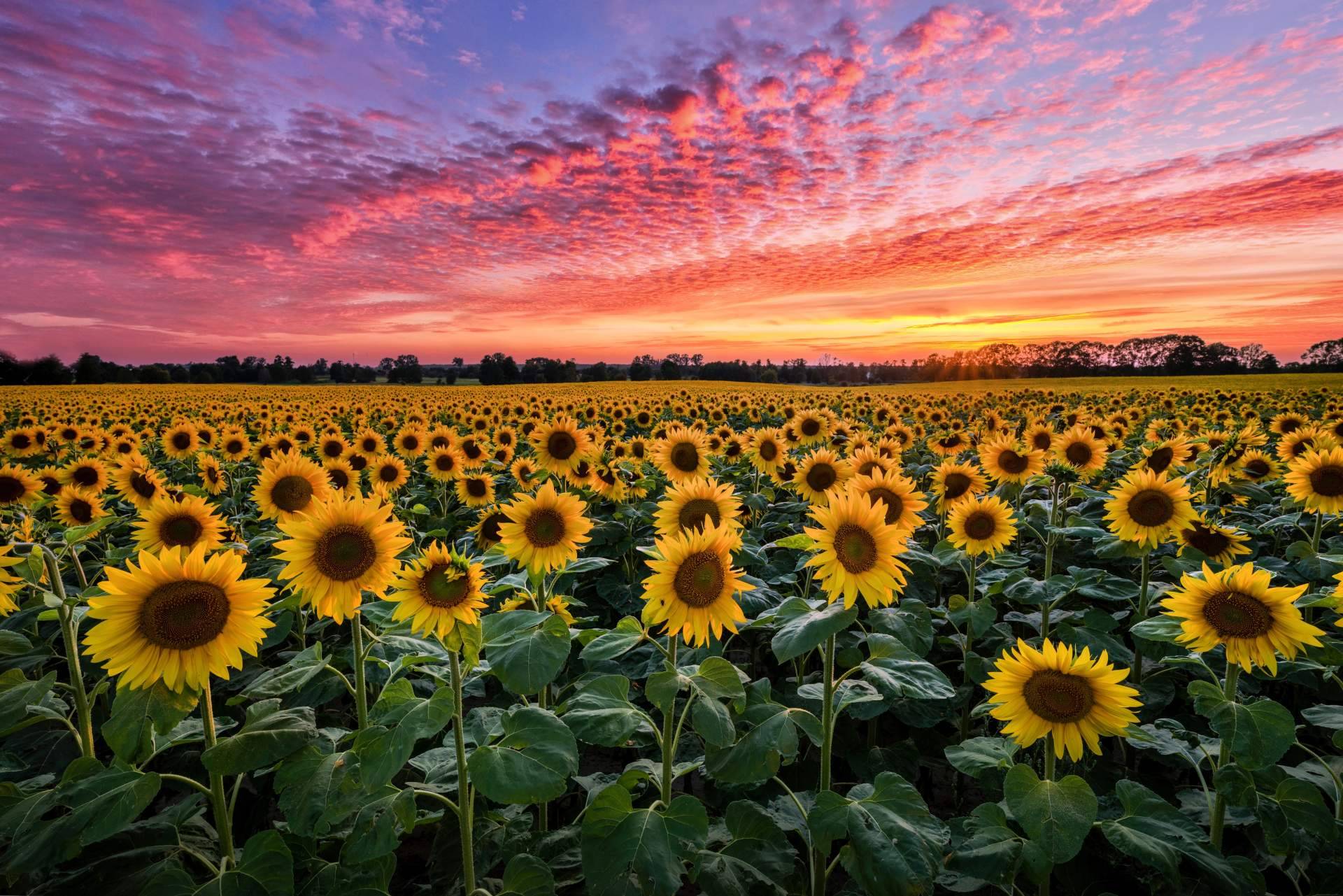 Respirar naturaleza con los campos de girasoles en Barcelona