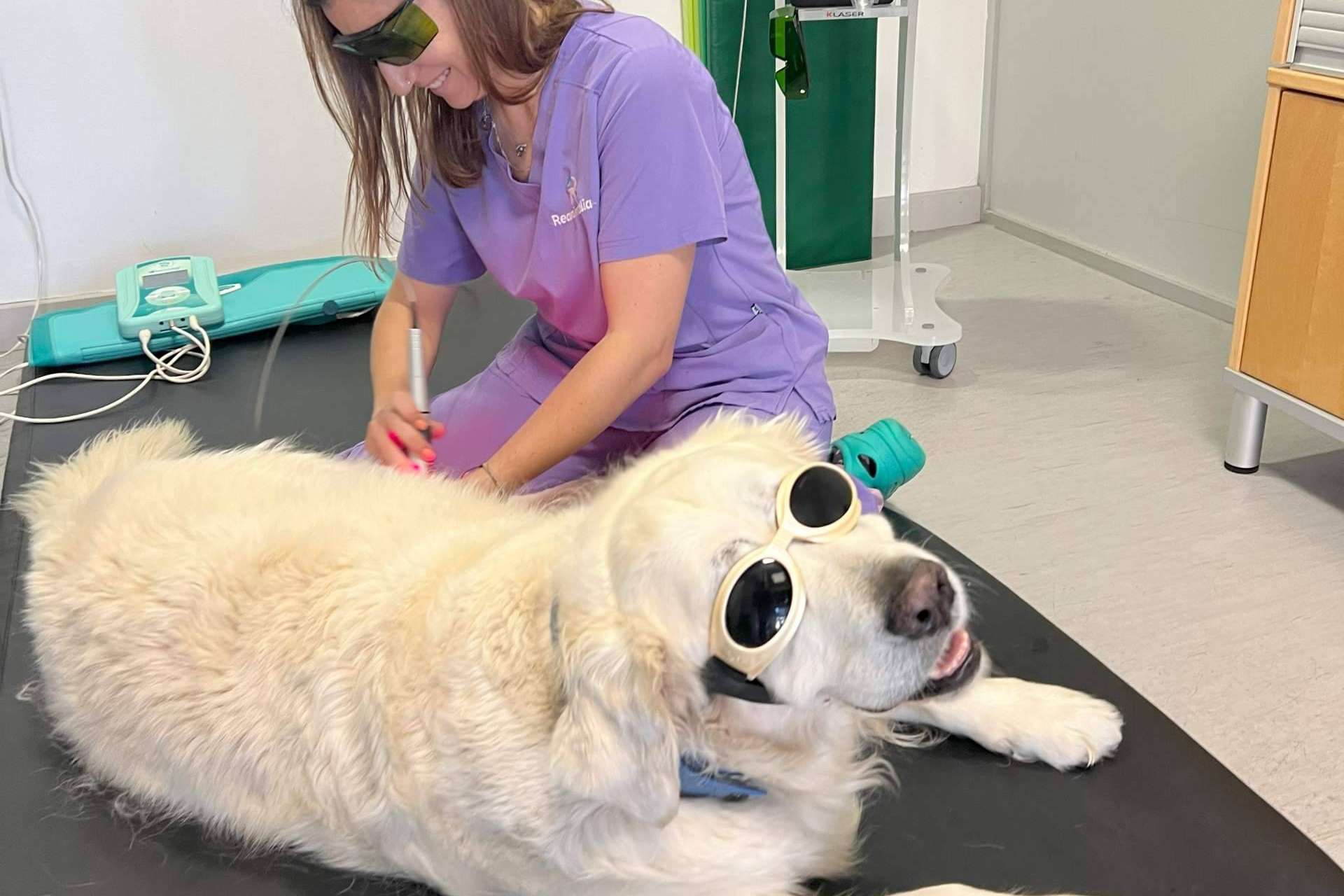 Terapia láser en veterinaria para el tratamiento de dolor, heridas, infecciones... ¡y mucho más!