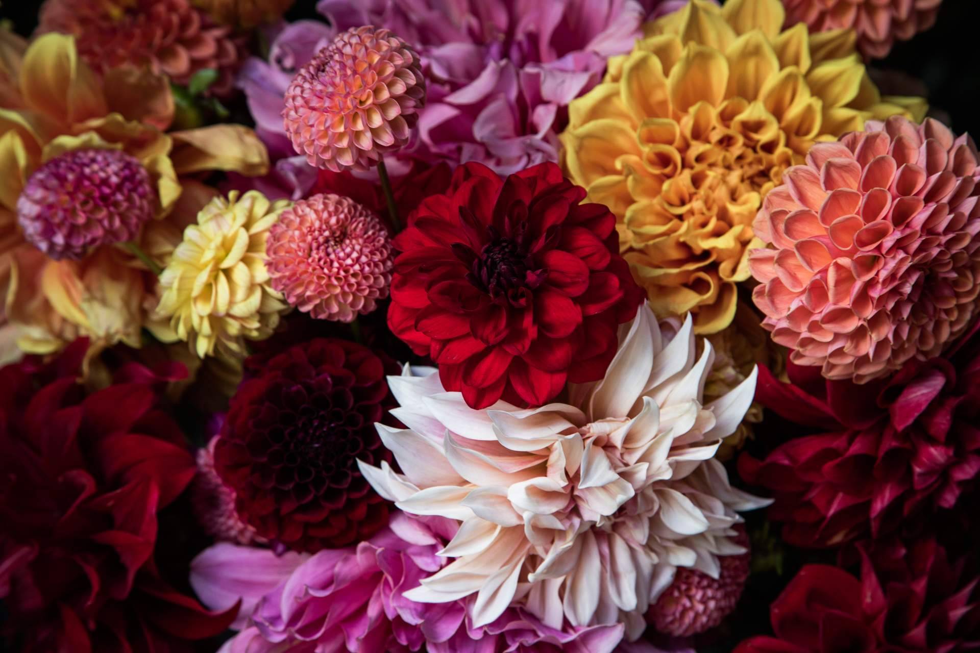 La variedad de flores de los campos de Niudàlia permite respirar naturaleza