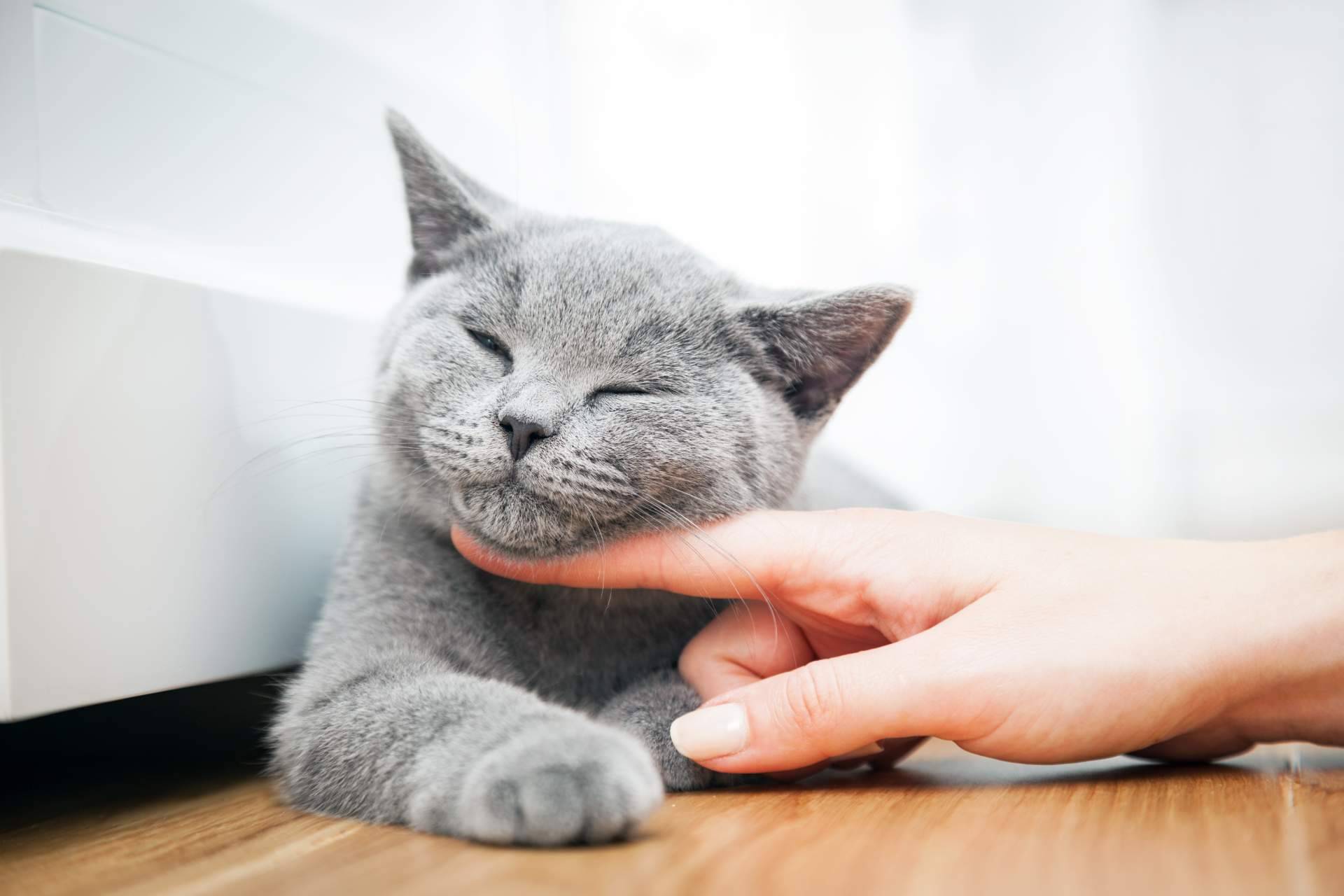 Canxana, soluciones integrales para la nutrición felina