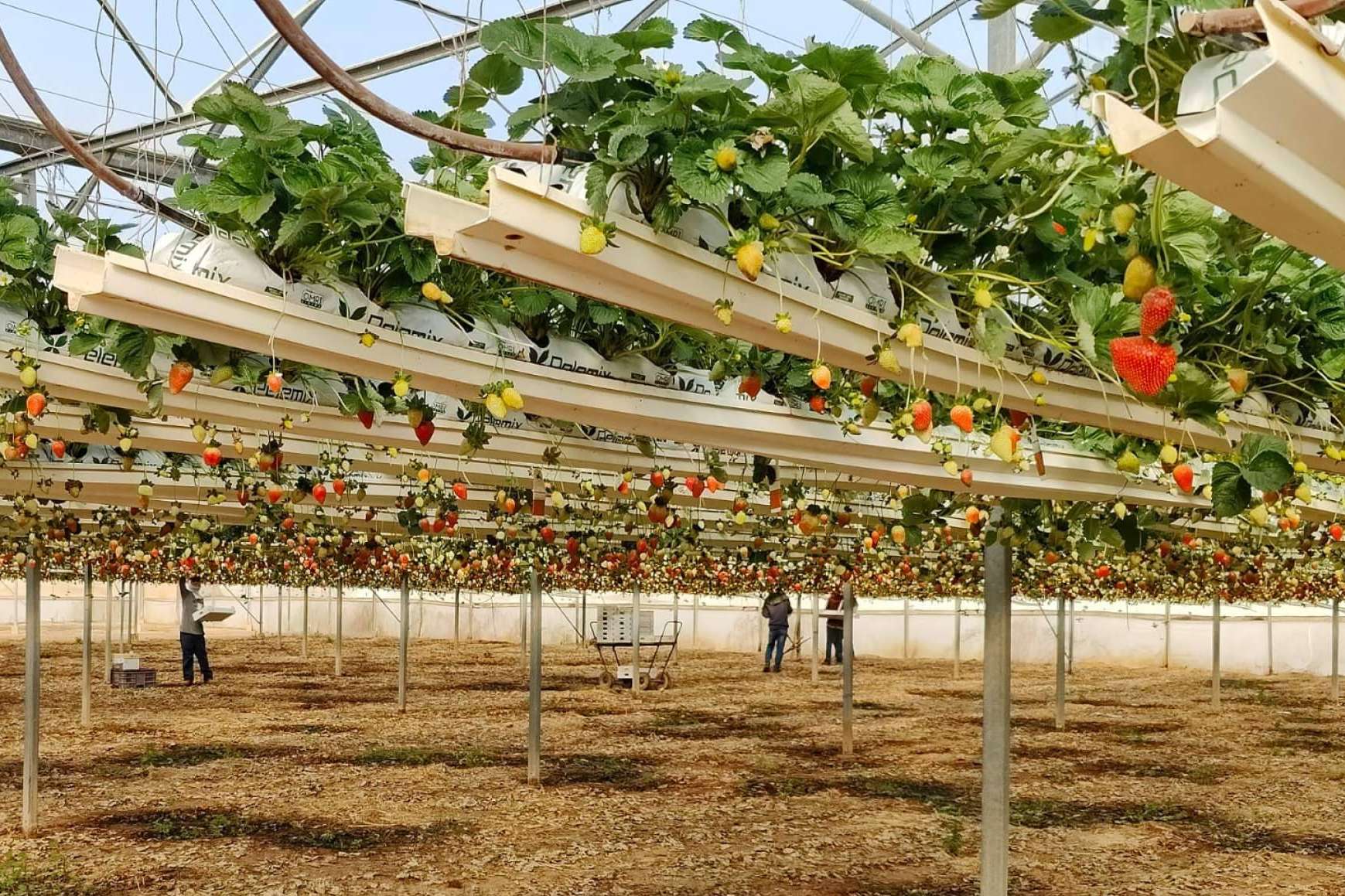 Cultivo de fresas saludables con las bolsas de cultivo de Pelemix
