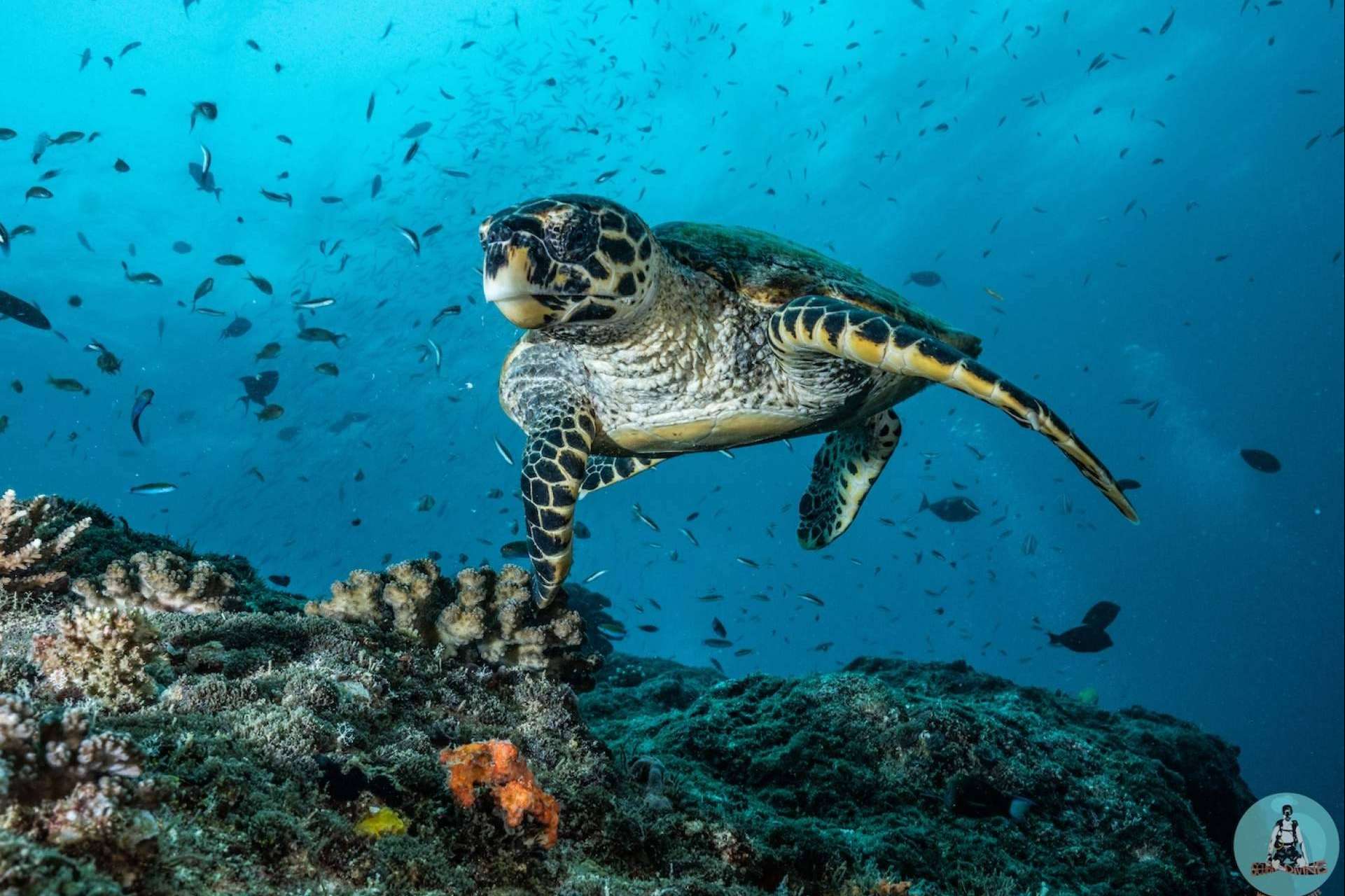Scuba Finders, una página web para buceadores, para centros de buceo y para... ¡Inversores!