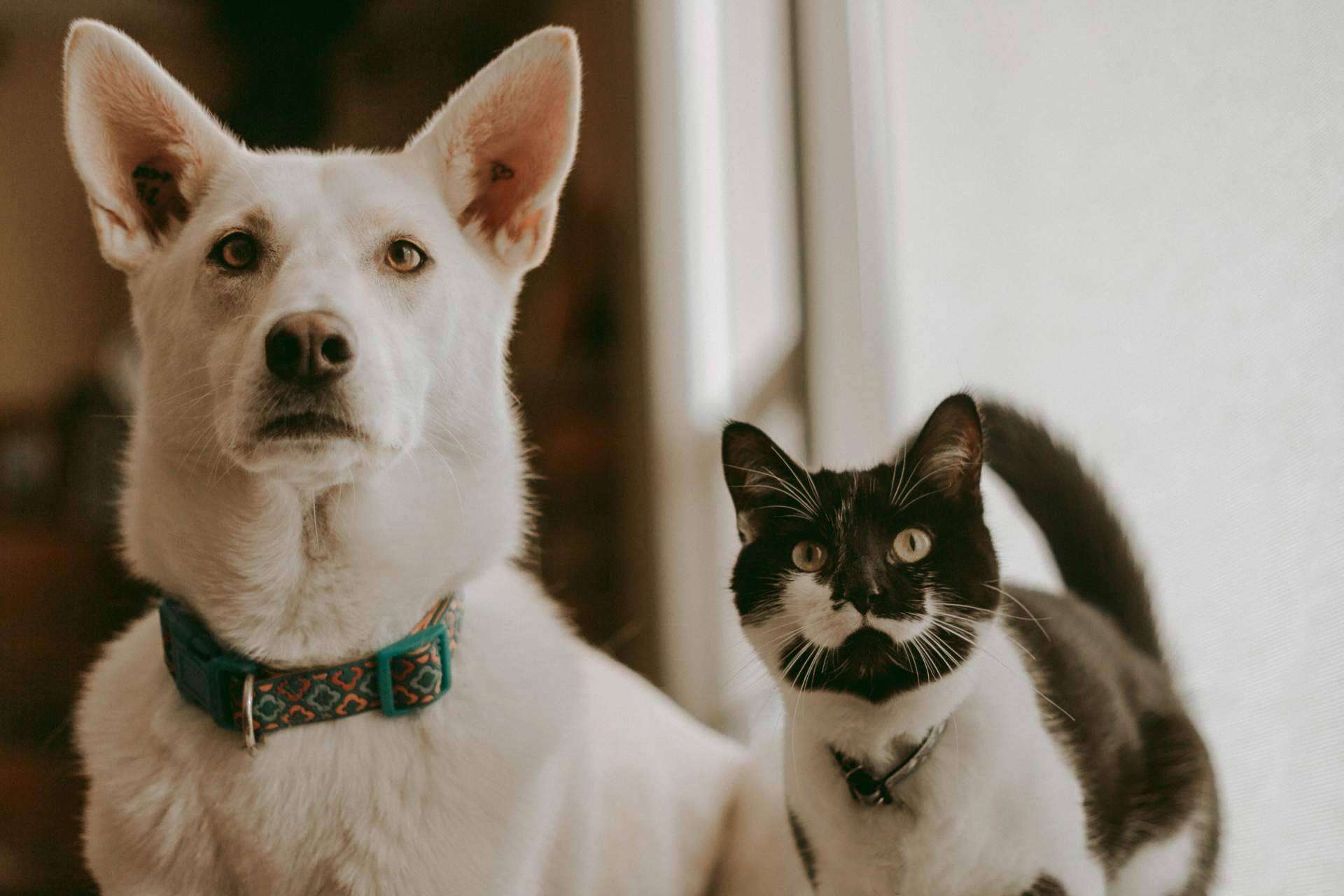 Adoptar mascotas de forma gratuita, en mascotasadopcion.com