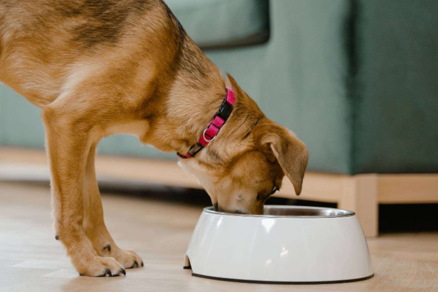 Revolución en la alimentación de mascotas, smoothies y bebidas energéticas para gatos y perros