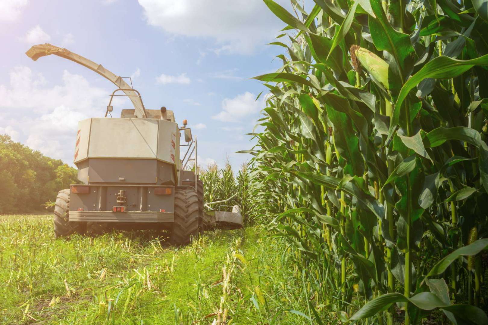 ¿Cuál es la importancia de contratar un seguro para un negocio agrario o agropecuario?, por Ucoga