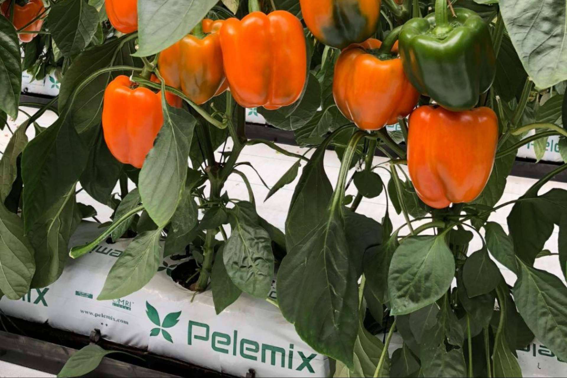Los productos elaborados con fibra de coco de Pelemix permiten conseguir un crecimiento sostenible y rentable