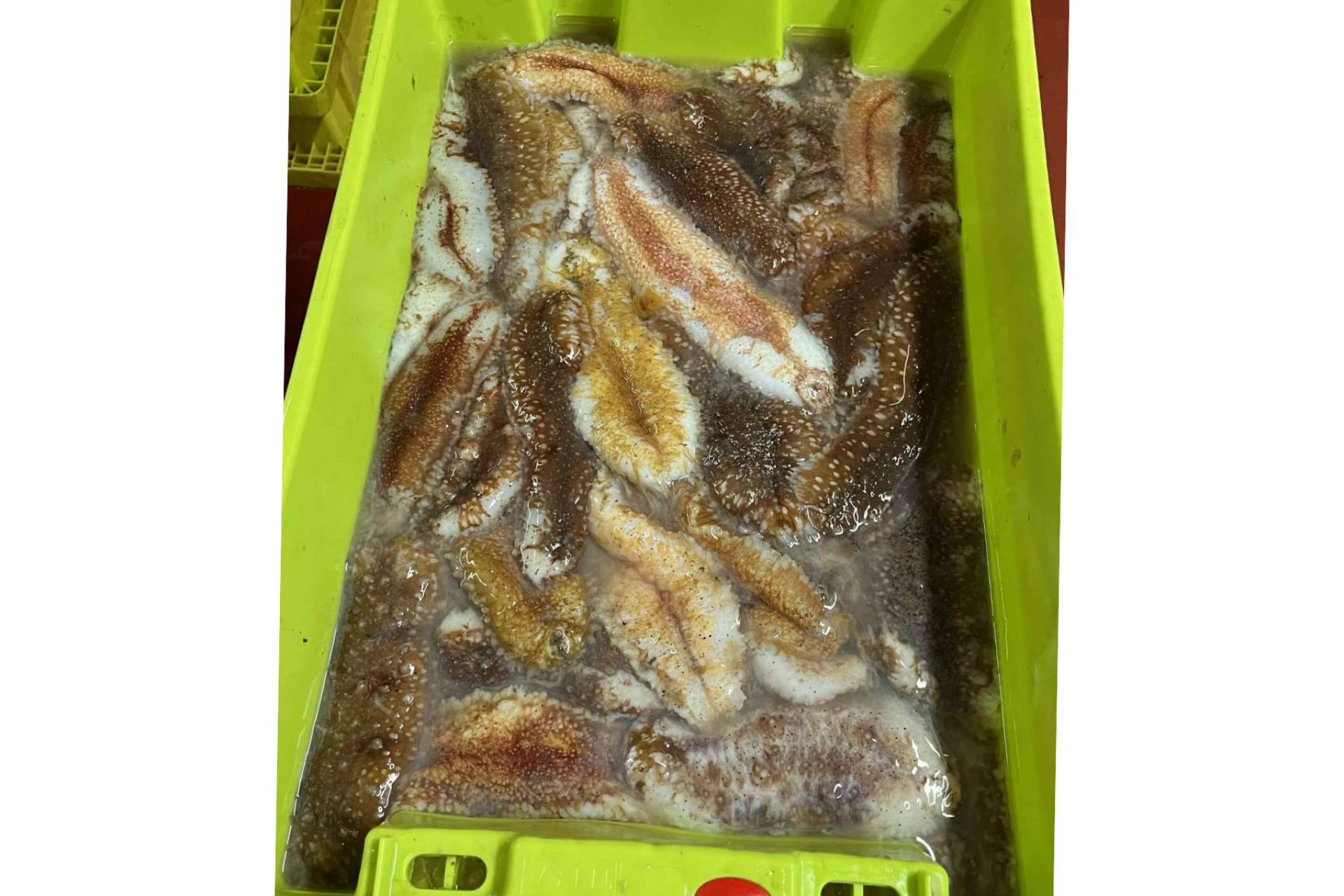 Espardeñas de pepino de mar frescas y de calidad en Farodapalloza
