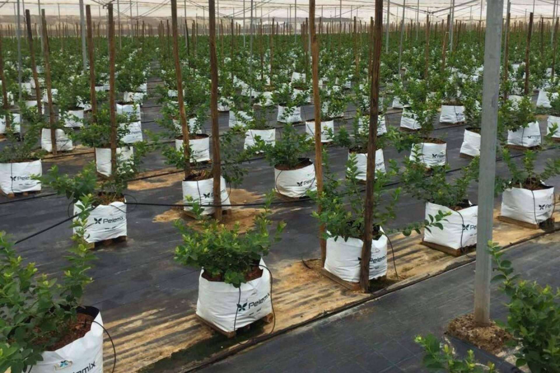 Beneficios de la hidroponía para el cultivo de arándanos
