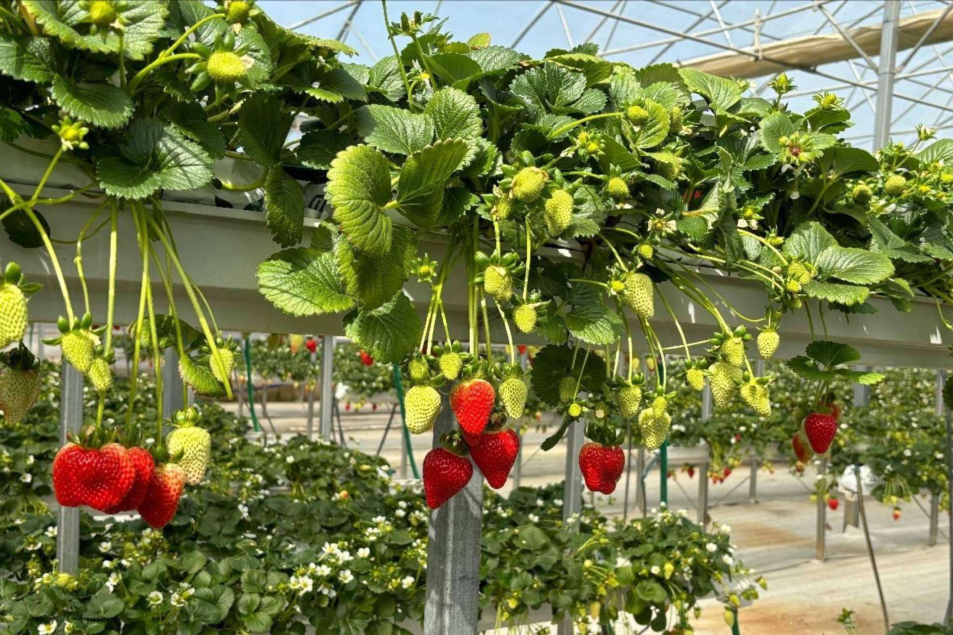 Pelemix ofrece una solución sostenible y eficaz para el cultivo de fresas con sus sustratos de coco