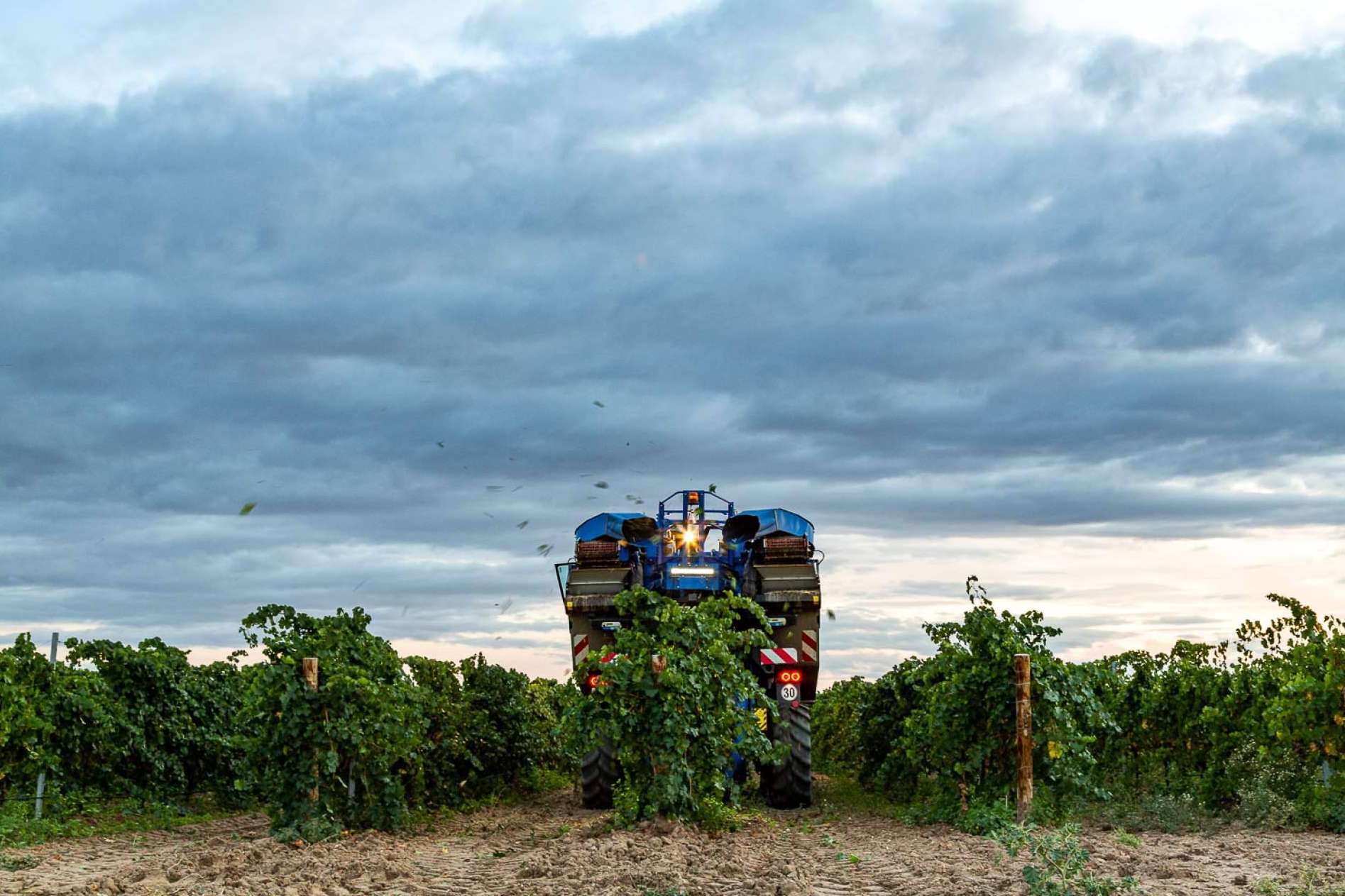 Vendimia nocturna en Bodegas Pandora, innovación y calidad en la DO Rueda