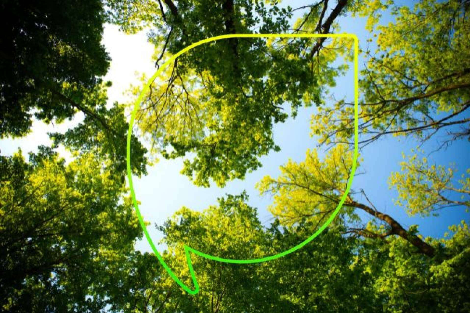 Más de 4.000 árboles plantados con EccoForest; EccoFreight y Folia Project unen fuerzas contra la desertización