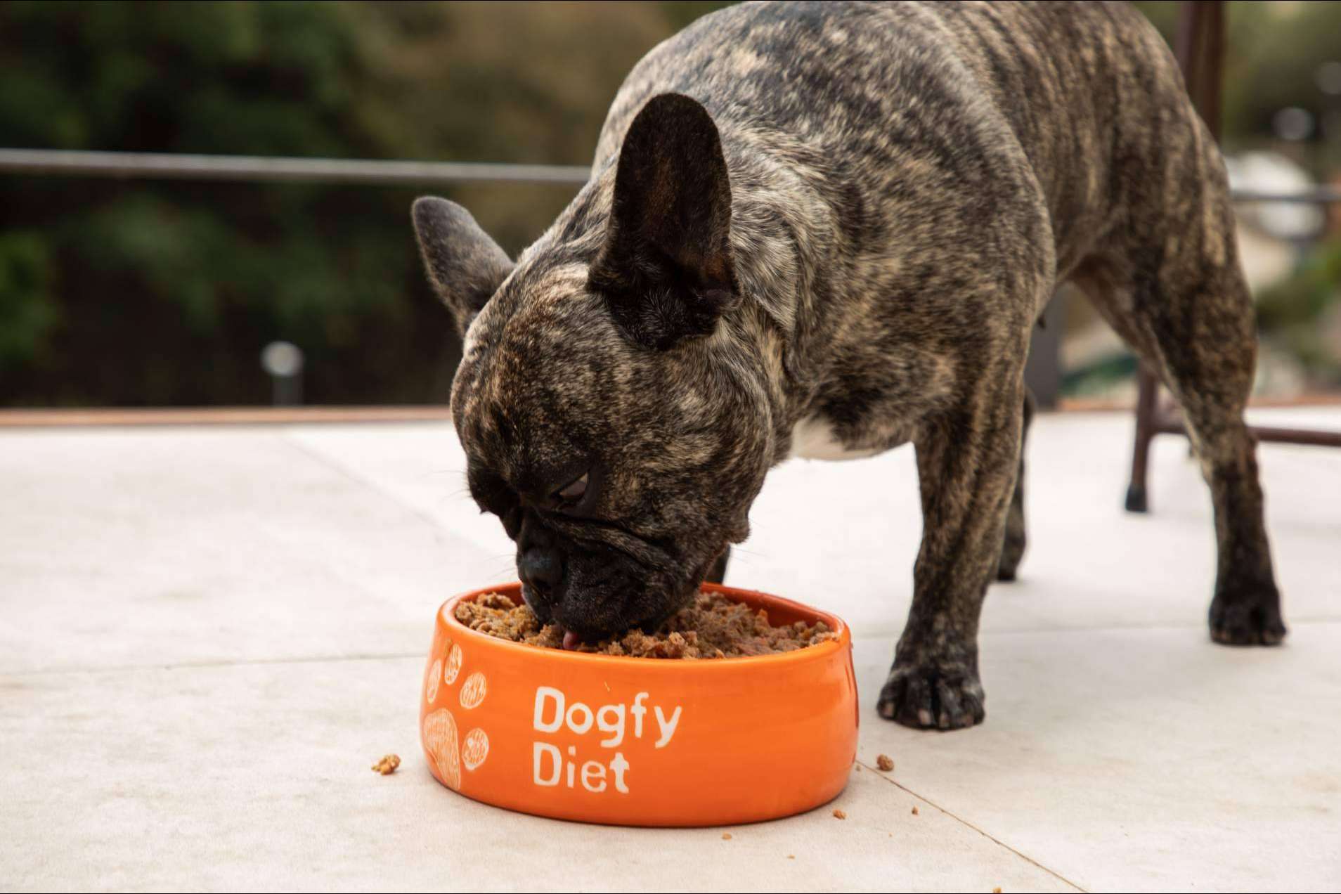 Dogfy Diet ofrece ingredientes naturales que mejoran la calidad de vida de los perros pomerania