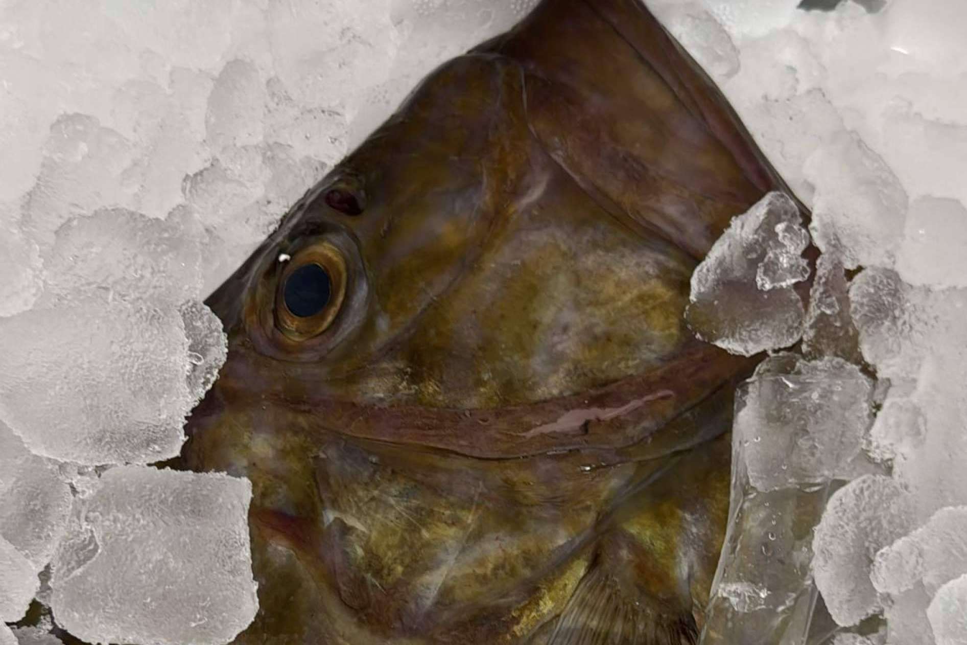 La Pescadería Younes Ceuta comercializa marisco fresco durante todo el año