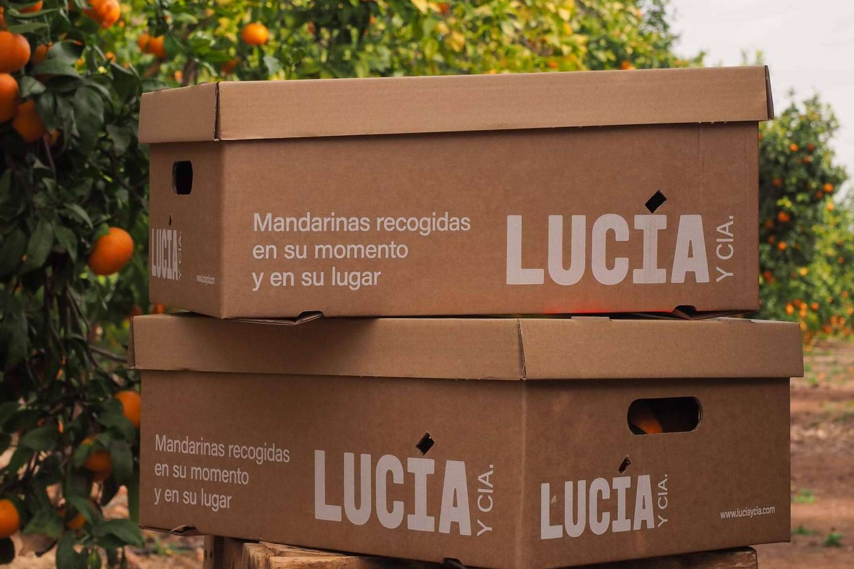 Aguacates, mandarinas y naranjas frescas; la fruta de los atletas en casa en solo 24 horas