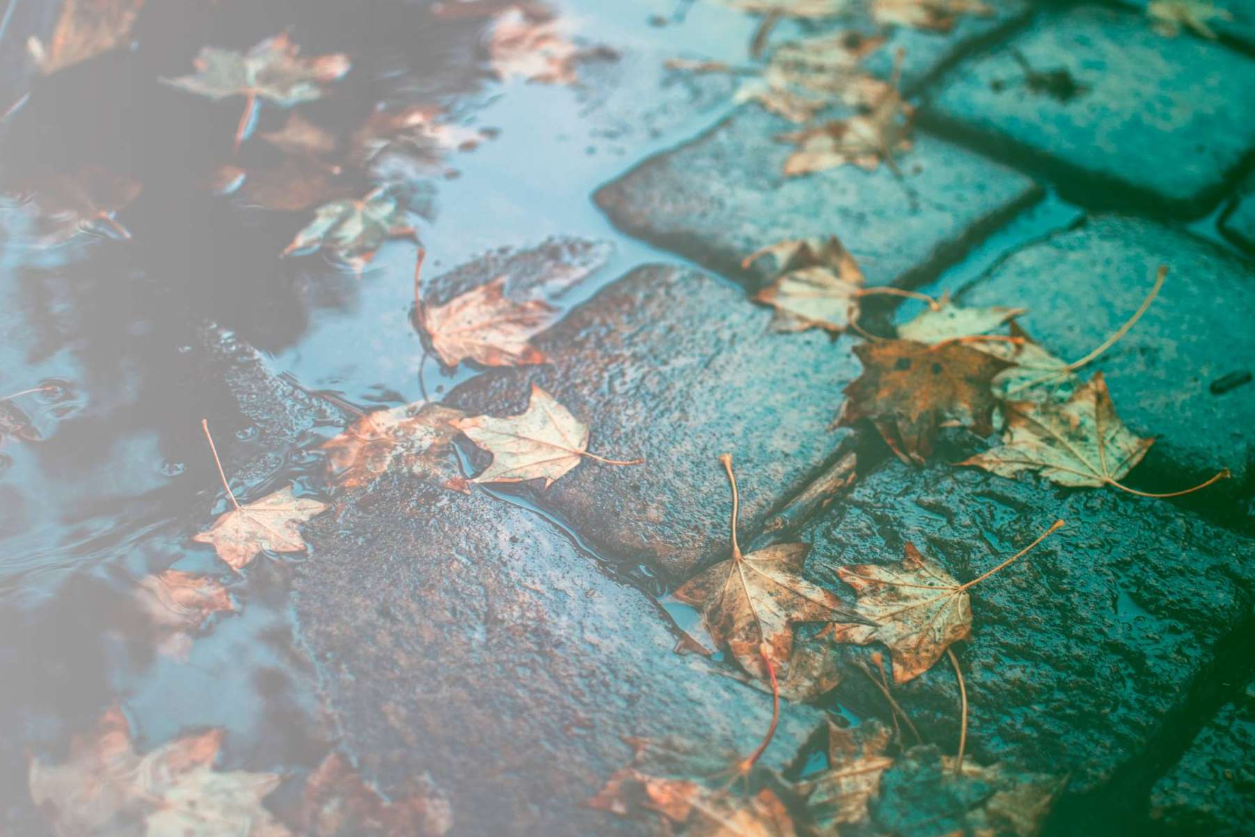 Las lluvias y sus efectos en el hogar; Cómo prevenir las humedades