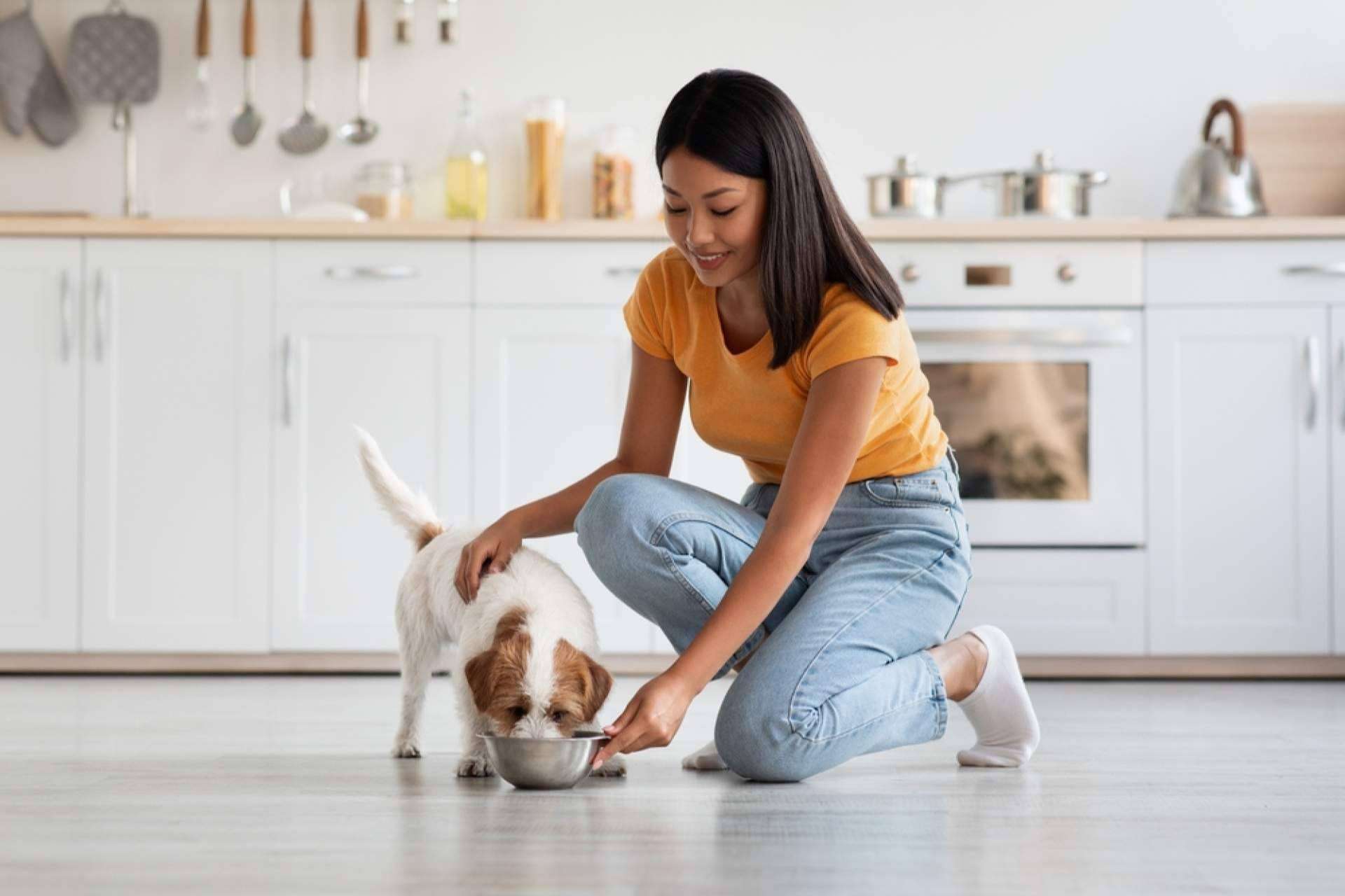 Dogfy Diet, una opción en comida natural y casera para cachorros con ingredientes frescos