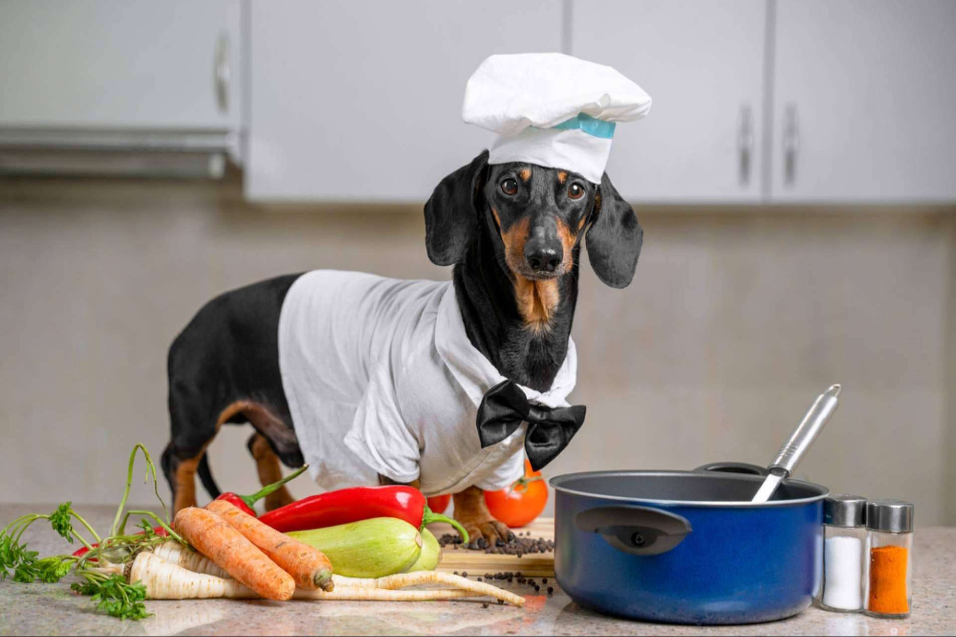 Dogfy Diet ofrece dietas especializadas para apoyar a perros con enfermedades crónicas y renales