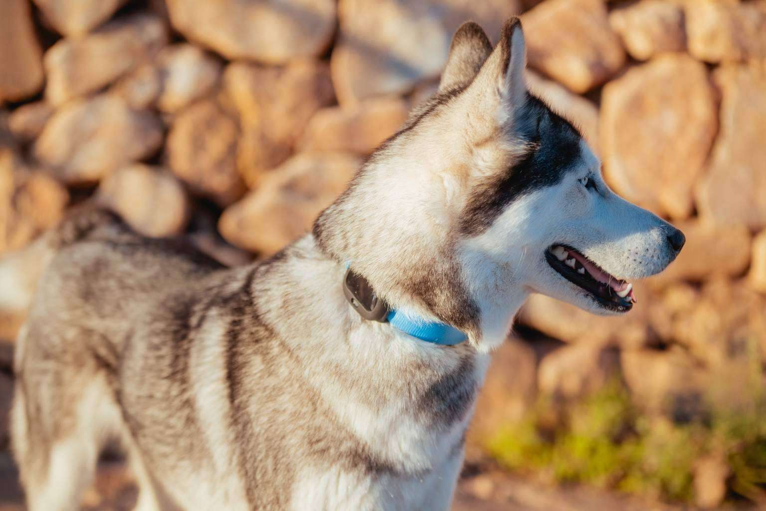 Original idea para regalar en Navidad; un localizador GPS para proteger vehículos, mascotas o personas