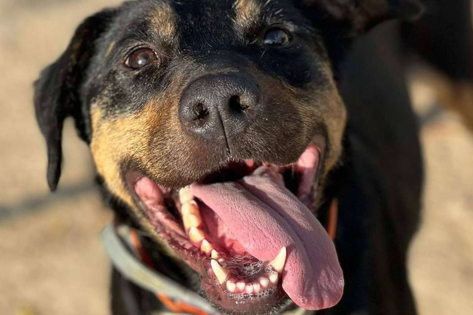 Rescate y cuidado de animales, el compromiso de SOS Salvando Vidas España