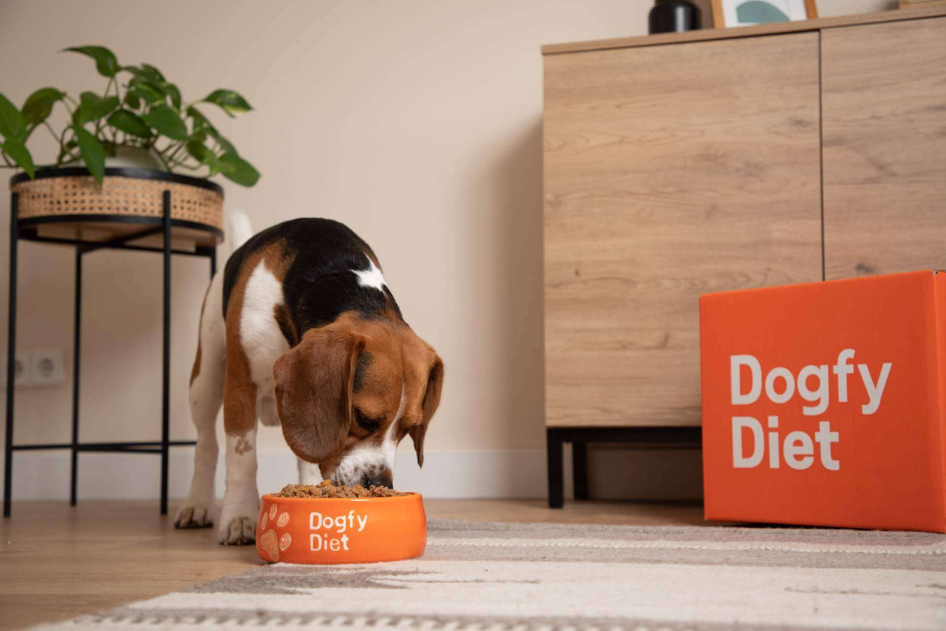 Dogfy Diet y su apuesta por la comida casera para perros a domicilio
