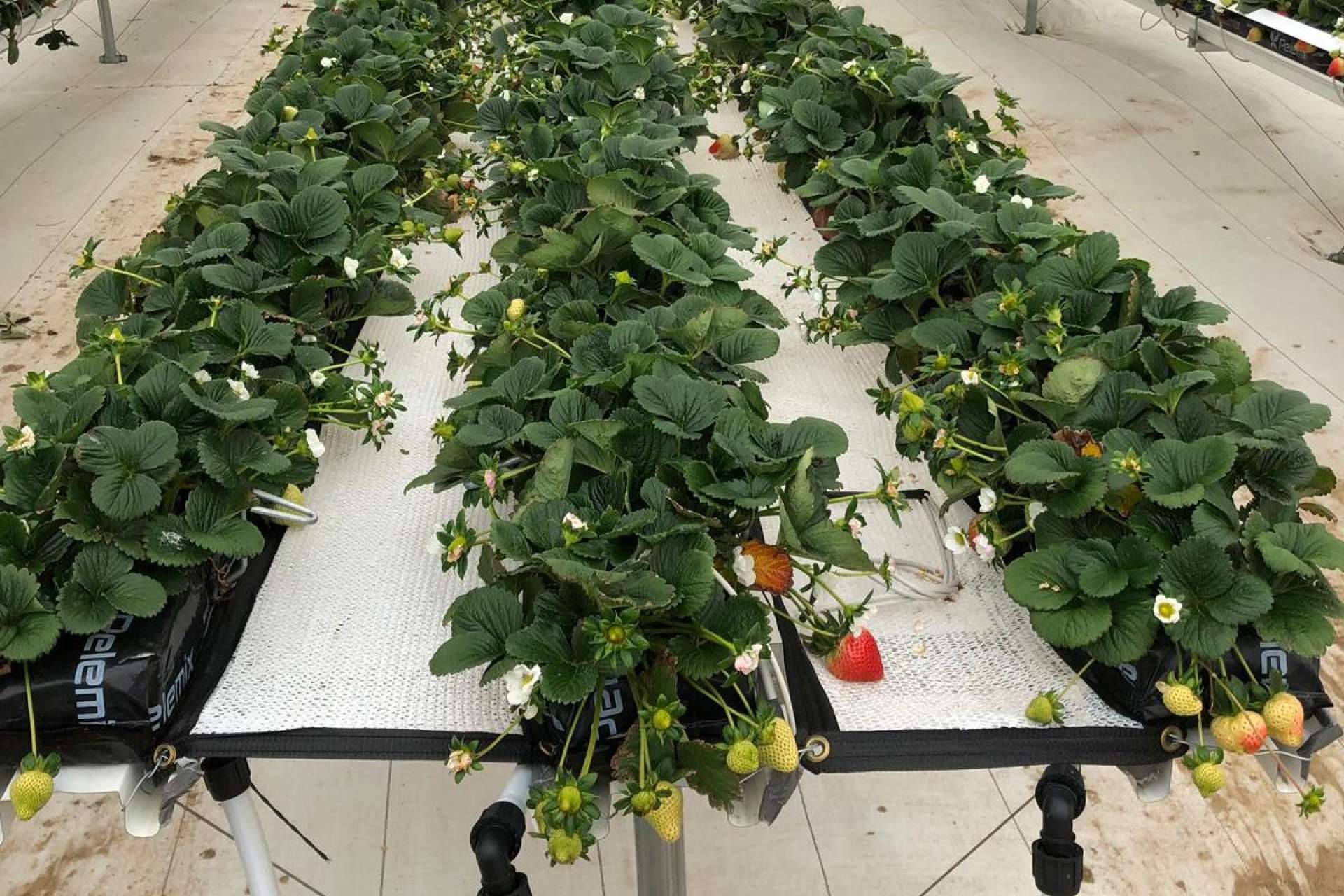 Pelemix impulsa el cultivo sostenible con sus innovadoras soluciones en sustratos de fibra de coco