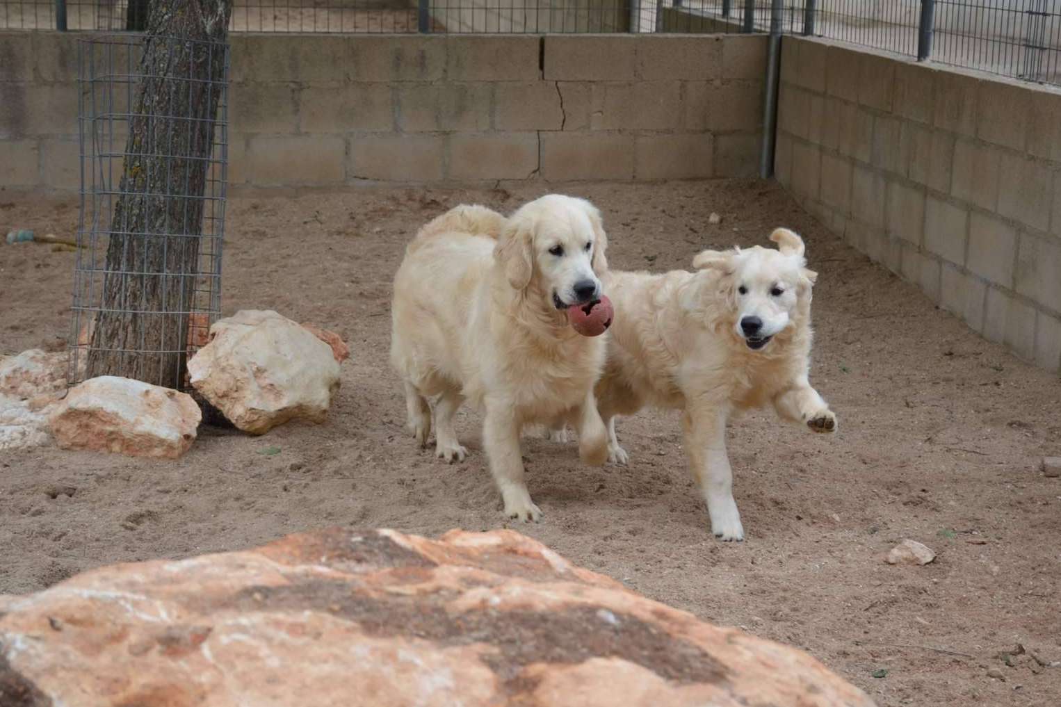 Granja La Luna, una residencia canina ideal para Navidad