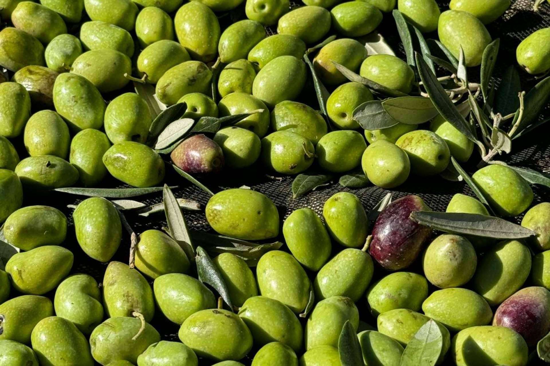 Cómo se elabora un aceite de oliva virgen extra gourmet, la visión de Tercio de las Torres