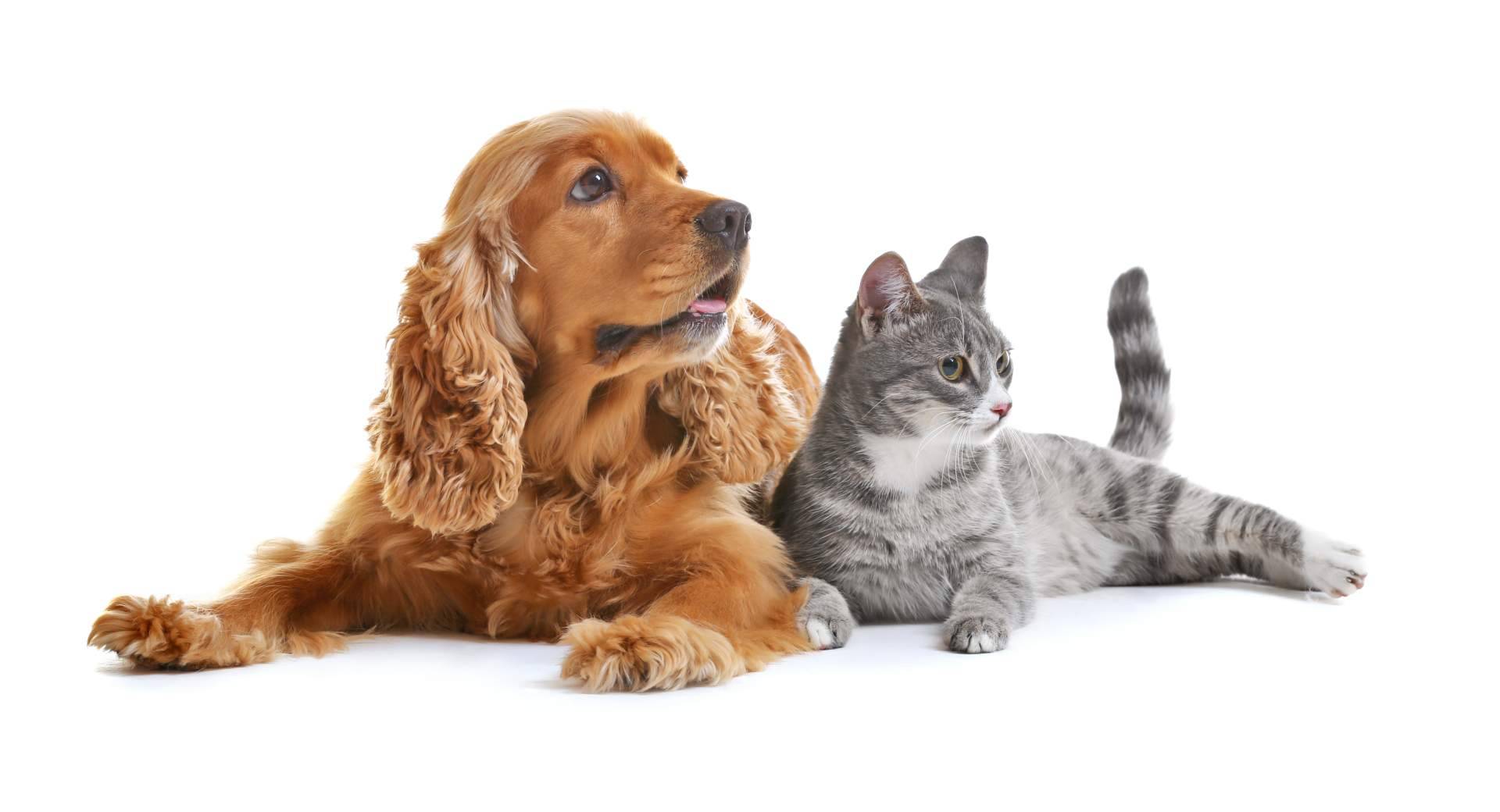 Ecotienda Peluda, Ka Salud Integral abre su espacio holístico para el bienestar animal en Madrid