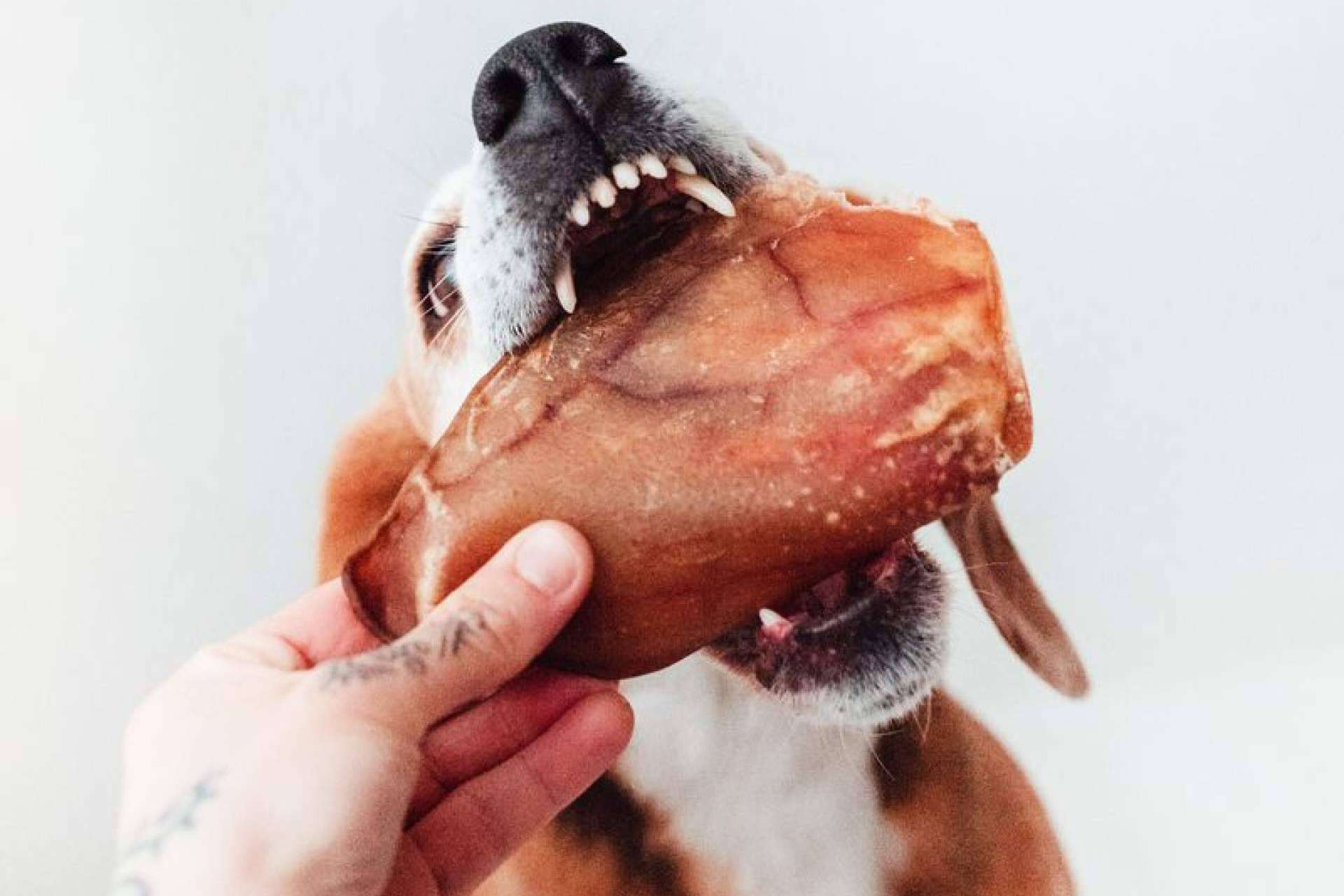 Juguetes ecológicos para mascotas; la solución perfecta para el entretenimiento seguro